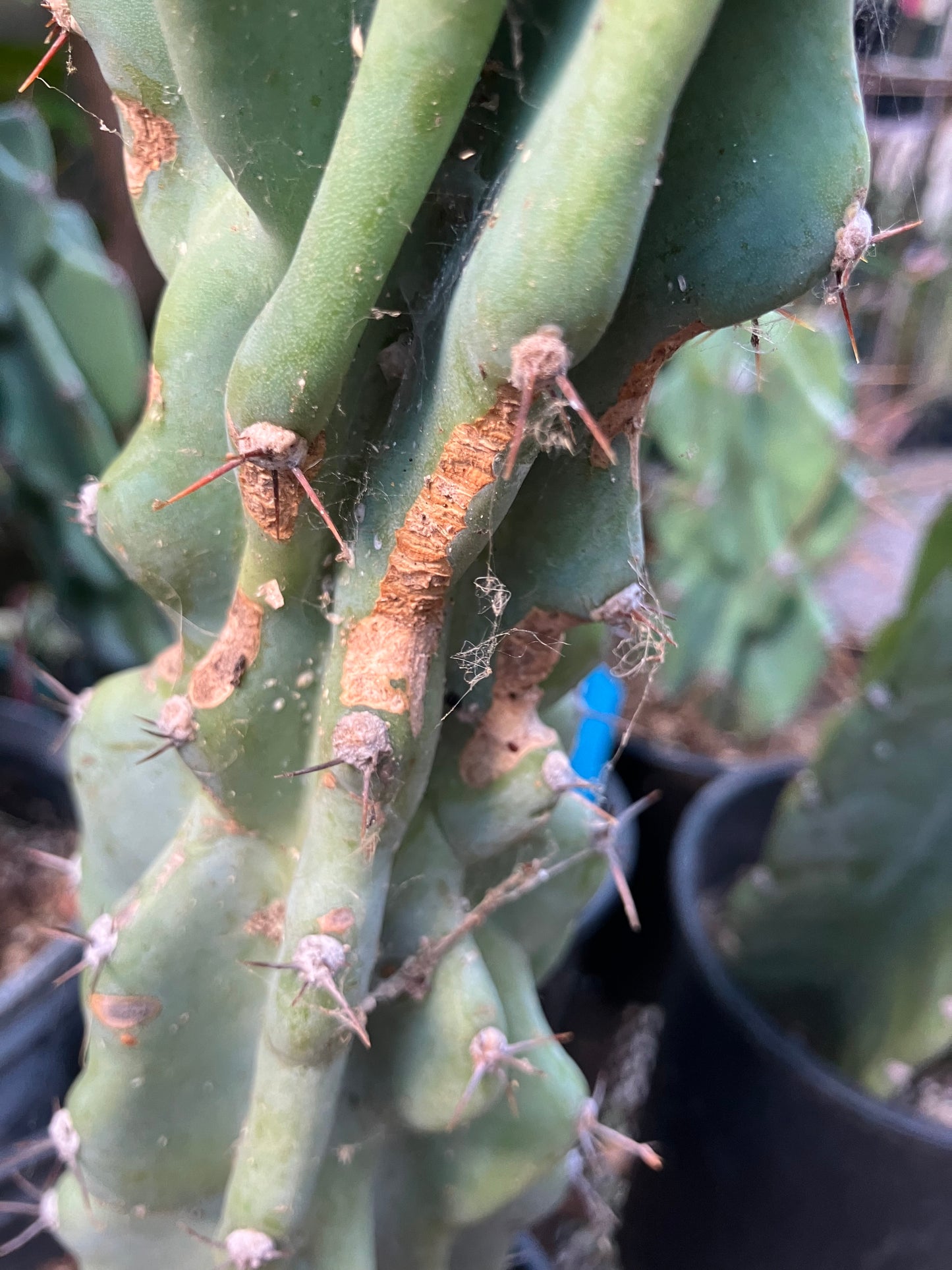 Cereus Peruvianus Monstrose Night Blooming 14”Tall #84W