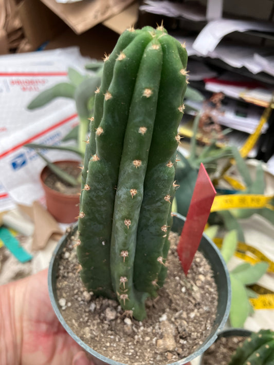 San Pedro Cactus  Trichocereus pachanoi 6"Tall #1R