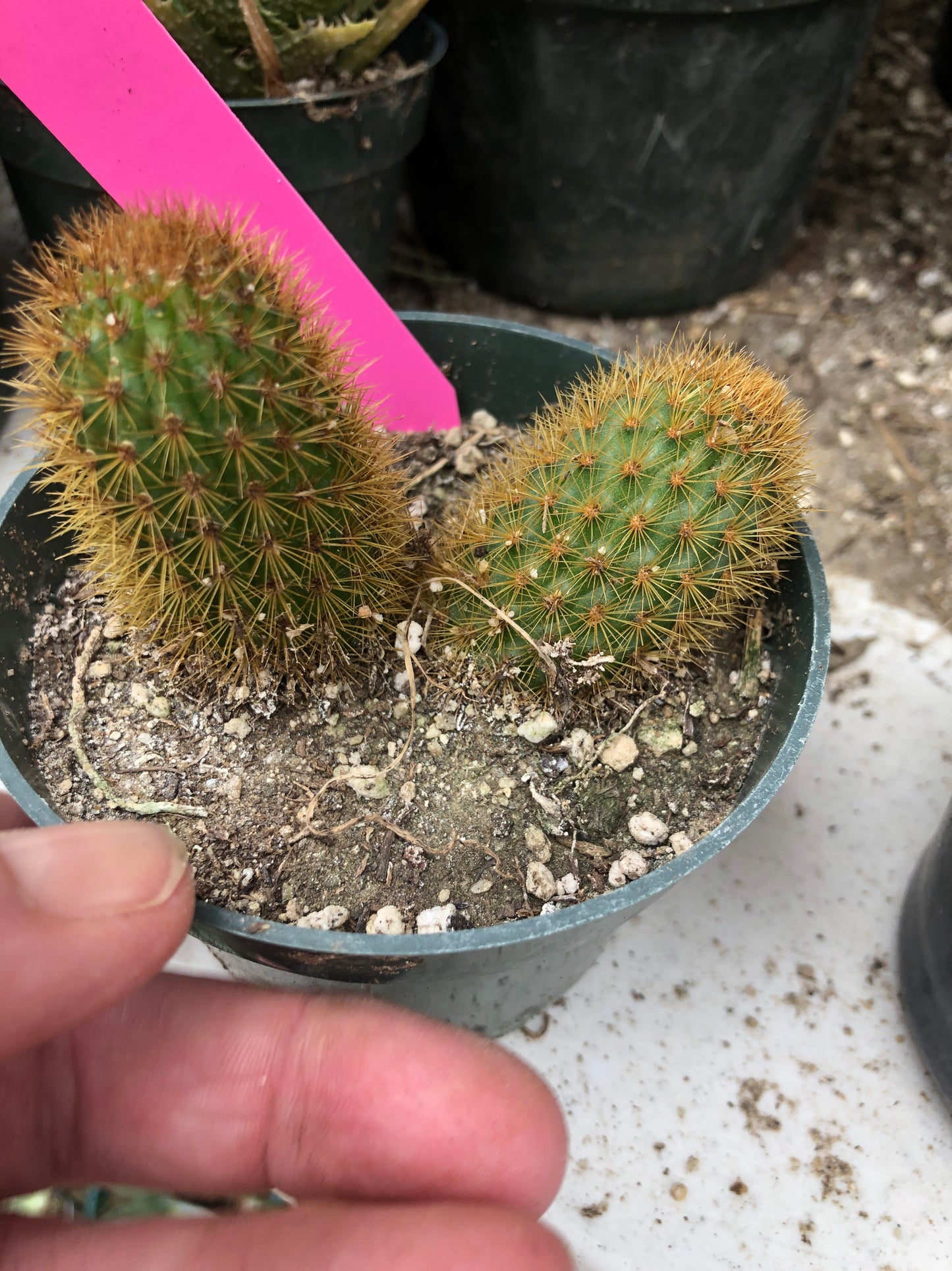 Cleistocactus winteri Golden Rat Tail Cactus 2.5”Tall #26P