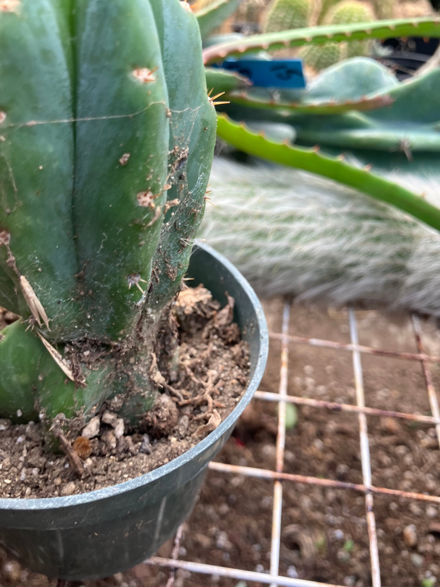 San Pedro Cactus - Trichocereus pachanoi 4" Tall #40W