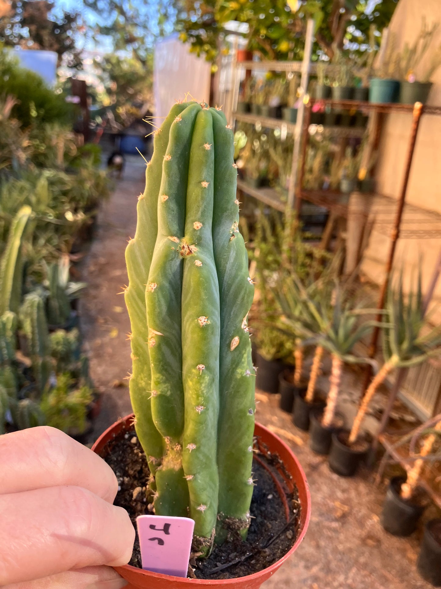 San Pedro Cactus - Trichocereus pachanoi 7"Tall #4p