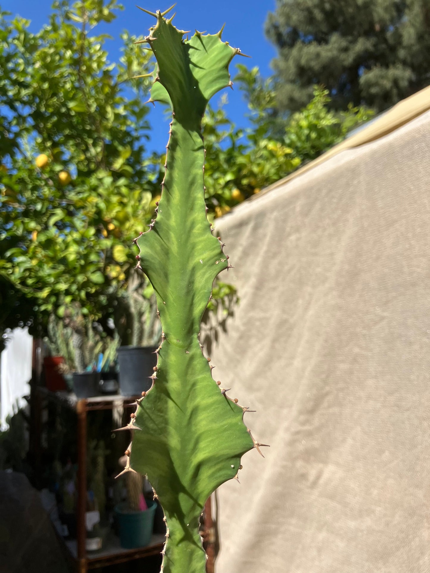 Euphorbia pseudocactus Zig Zag 16”Tall #9B