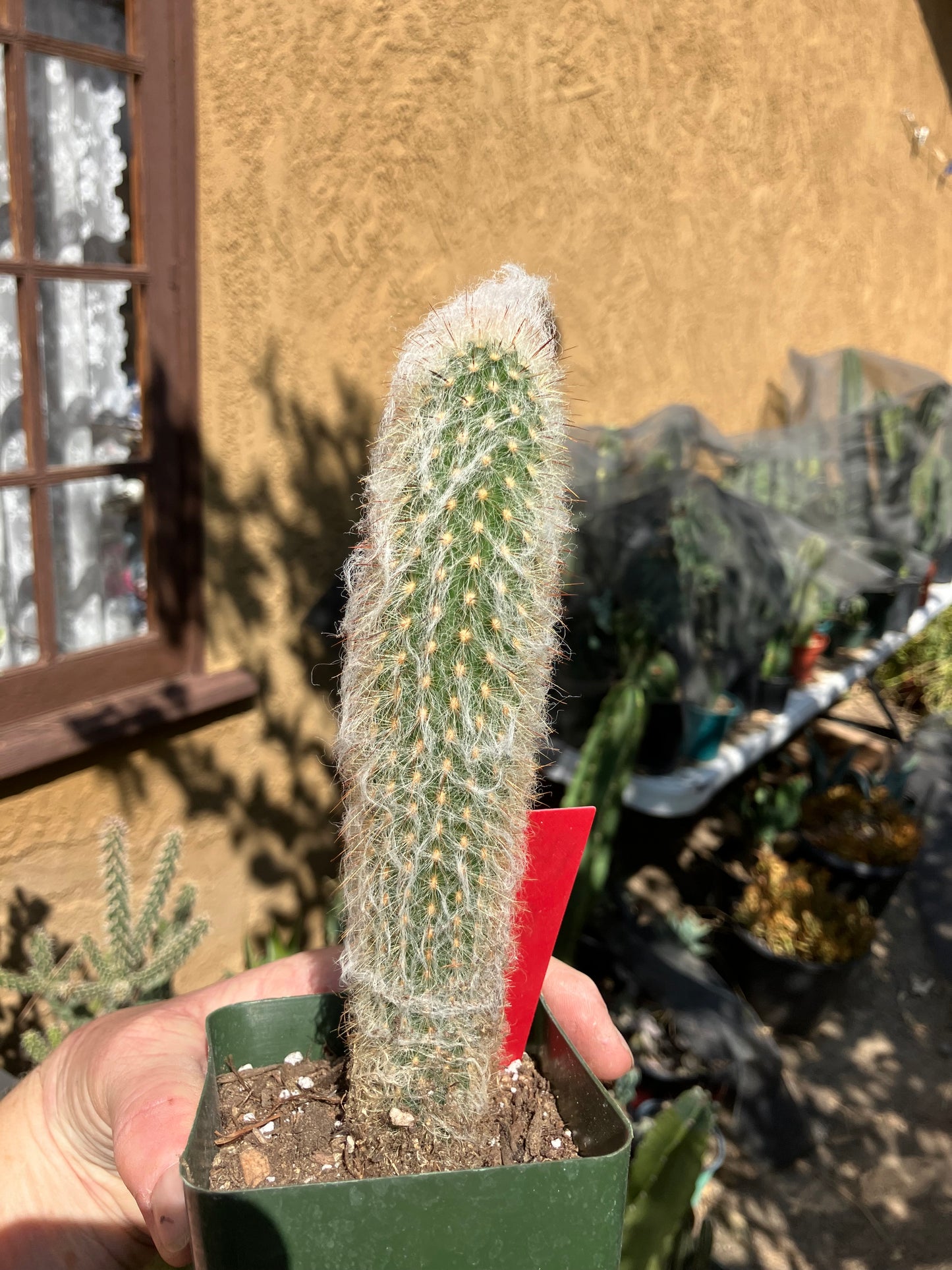 Austrocephalocereus dybowski cabega 8"Tall #125R Torch