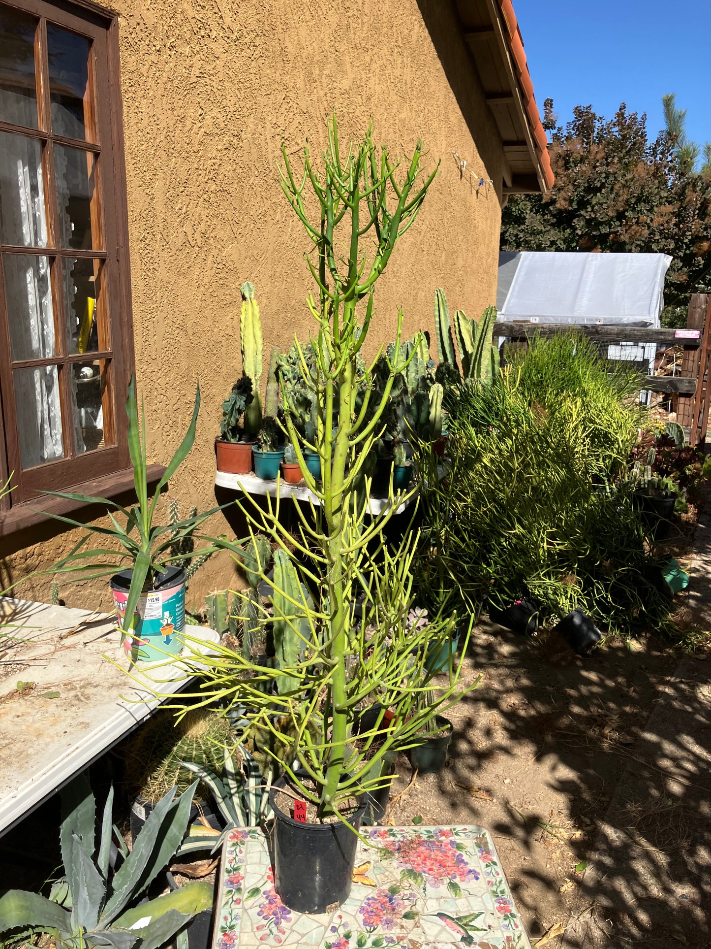 Euphorbia tirucalli Pencil Cactus/Succulent 44"Tall 17"Wide #21R