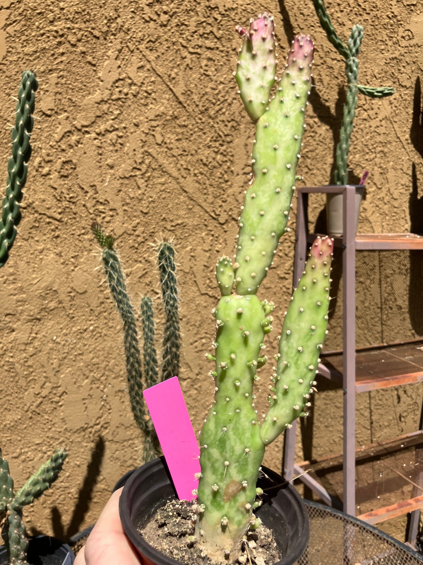 Opuntia monacantha  "Joseph's Coat" Cactus 10"Tall #101P