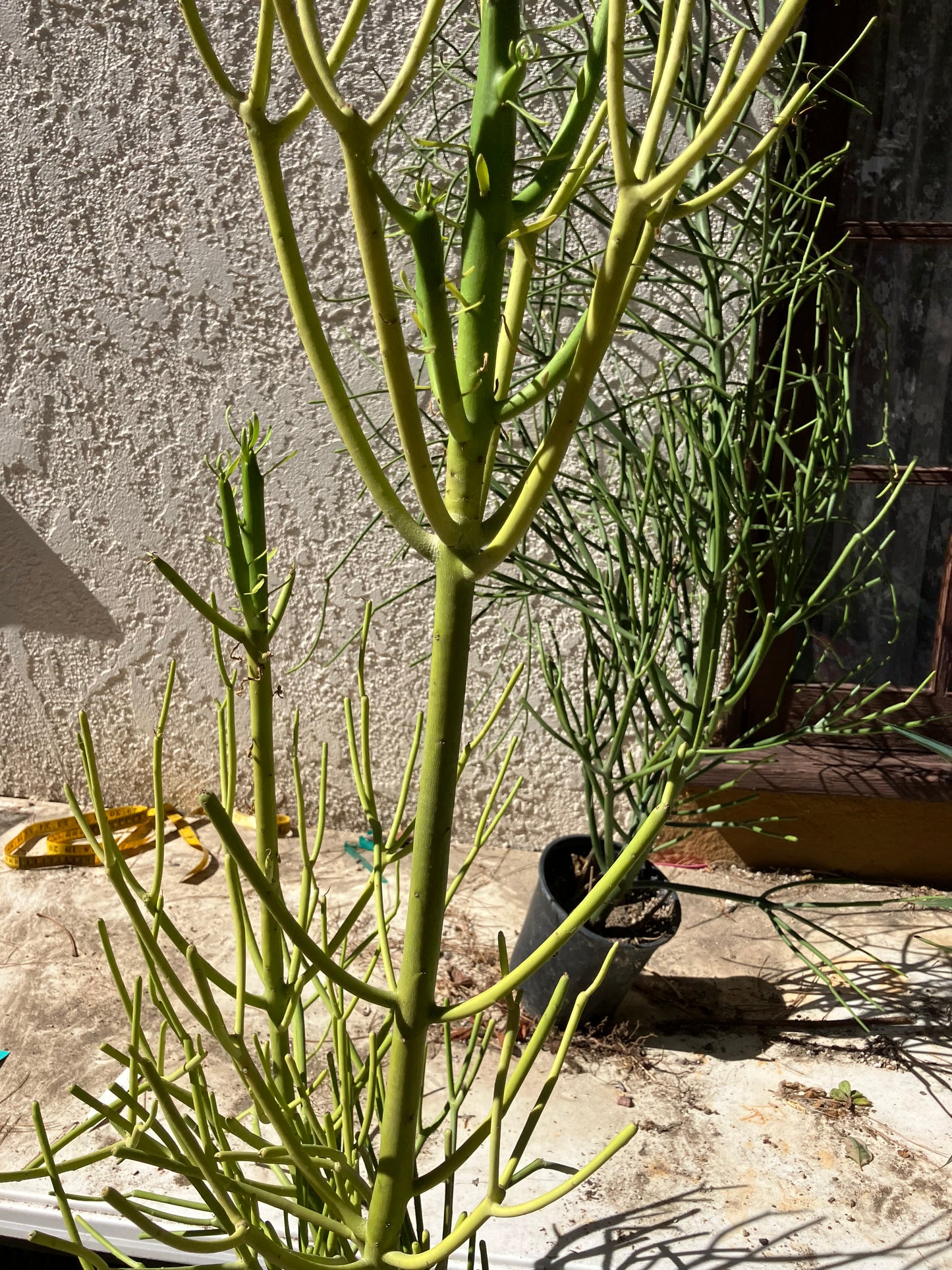 Euphorbia tirucalli Pencil Cactus/Succulent 38"Tall 11"Wide #95y