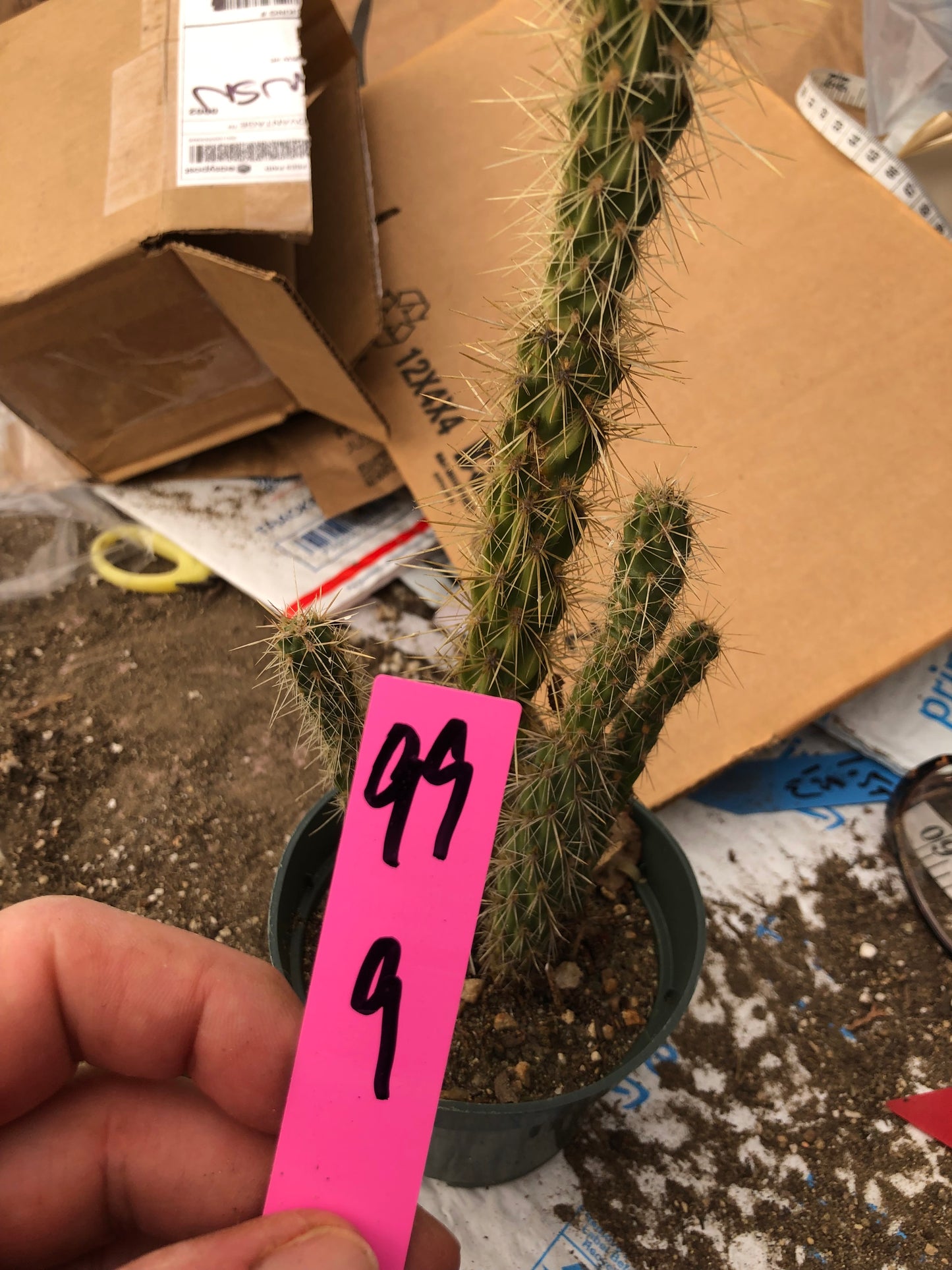 Cholla Cylindropuntia  Buckhorn 9”Tall #99P