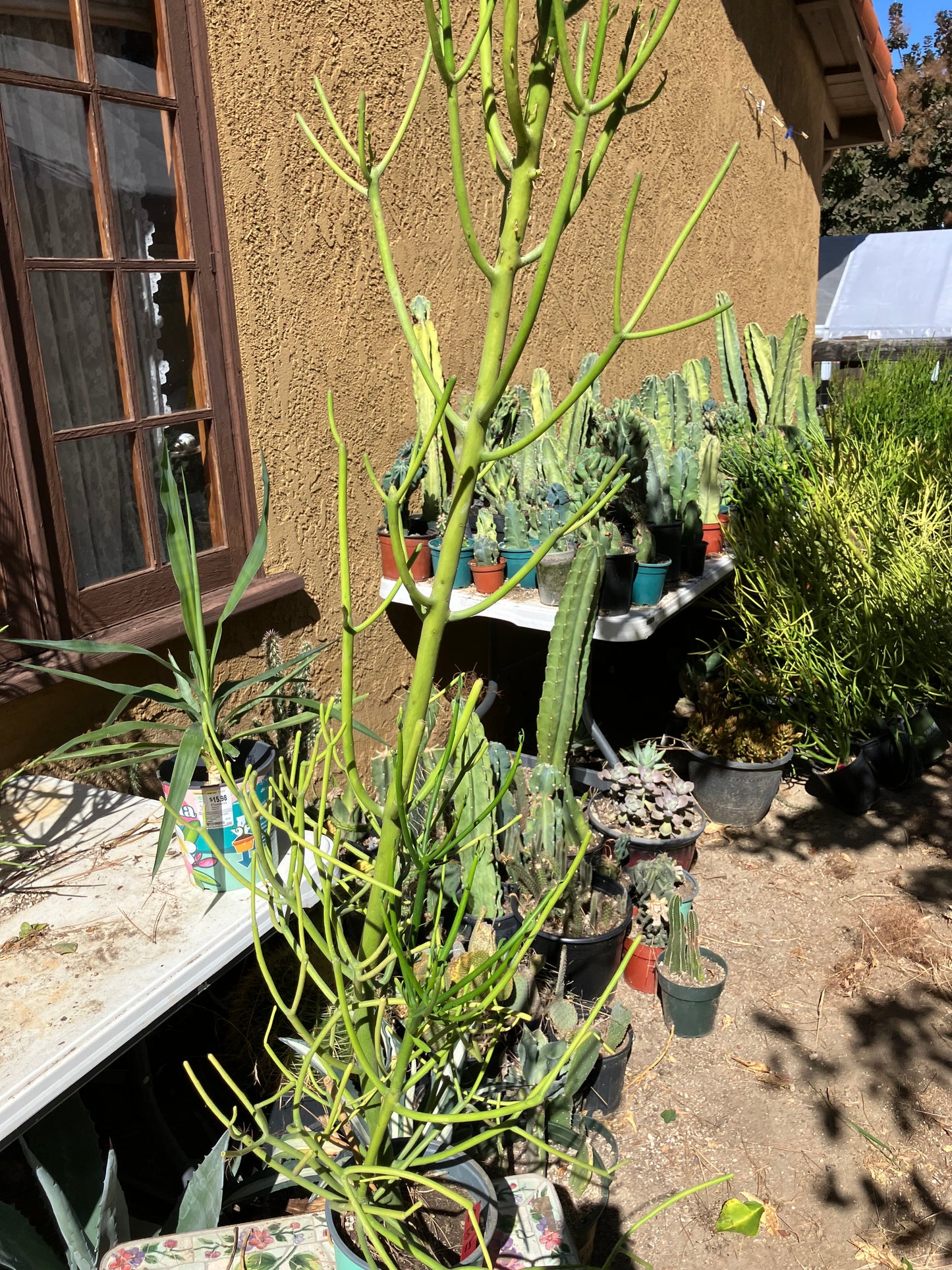 Euphorbia tirucalli Pencil Cactus/Succulent 50"Tall 15"Wide #10R