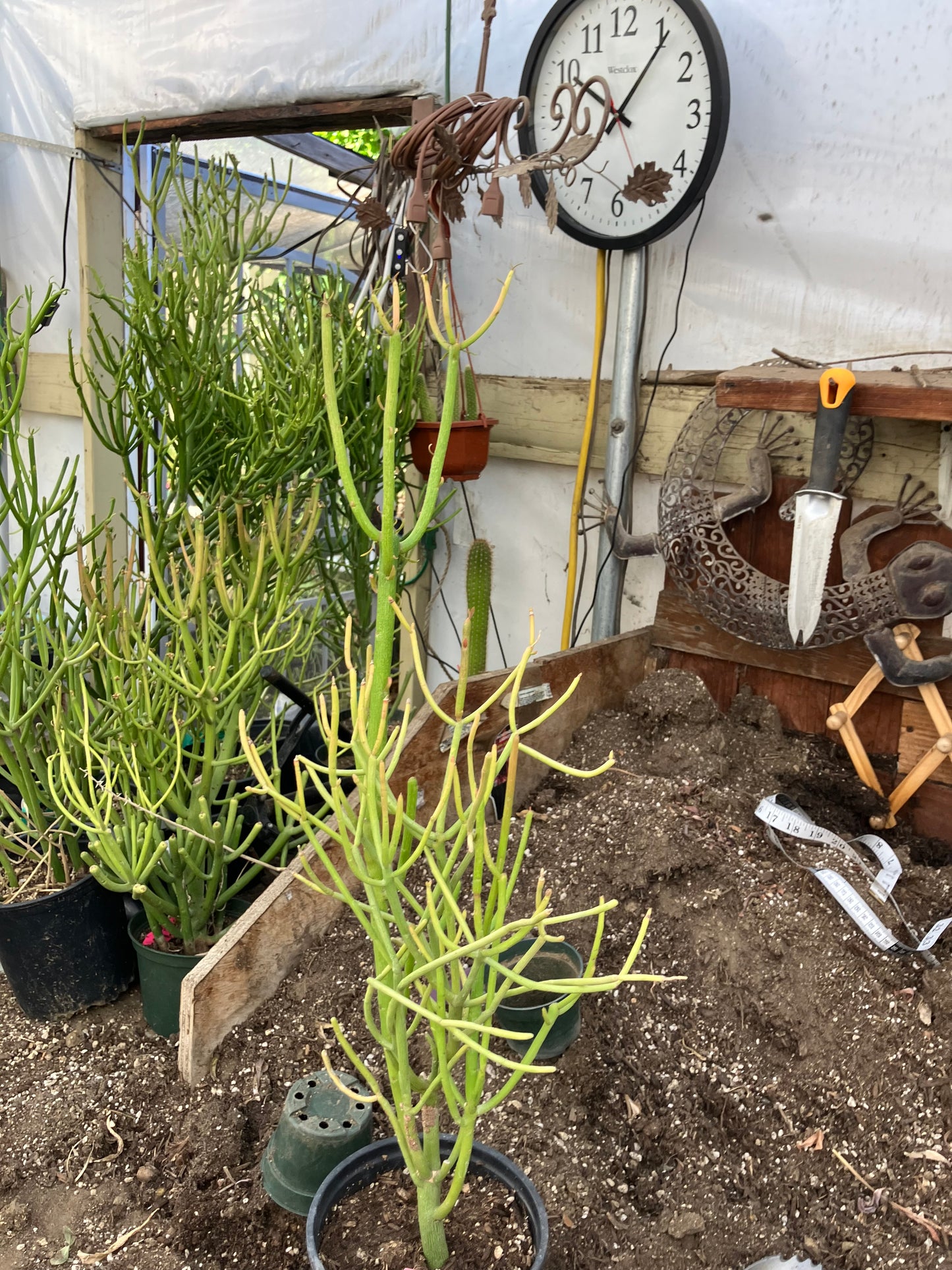 Euphorbia tirucalli Pencil Cactus/Succulent 27"Tall 12"Wide #10P