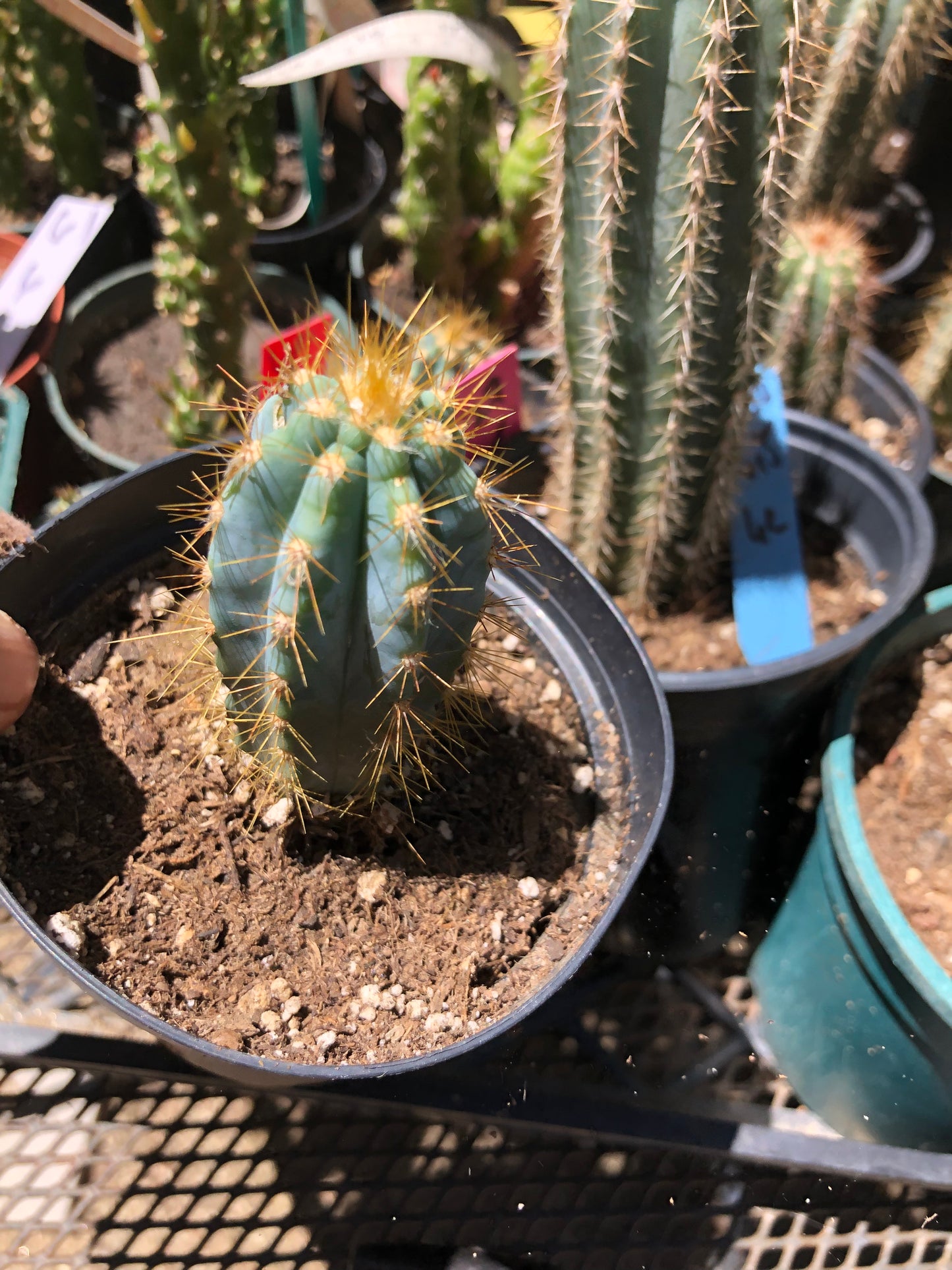 Pilosocereus Blue Azureus Cactus 3.5"Tall #36G