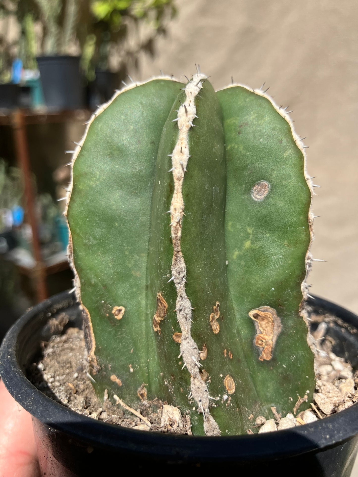 Pachycereus marginatus 
 Mexican Fence Post Cactus 3"Tall