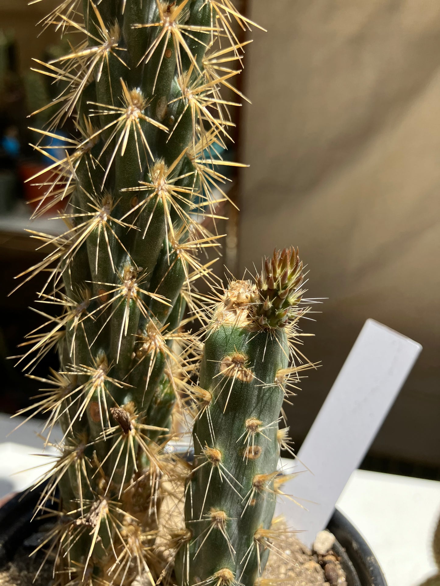 Cholla Cylindropuntia  Buckhorn  Cactus 8.5”Tall #58W