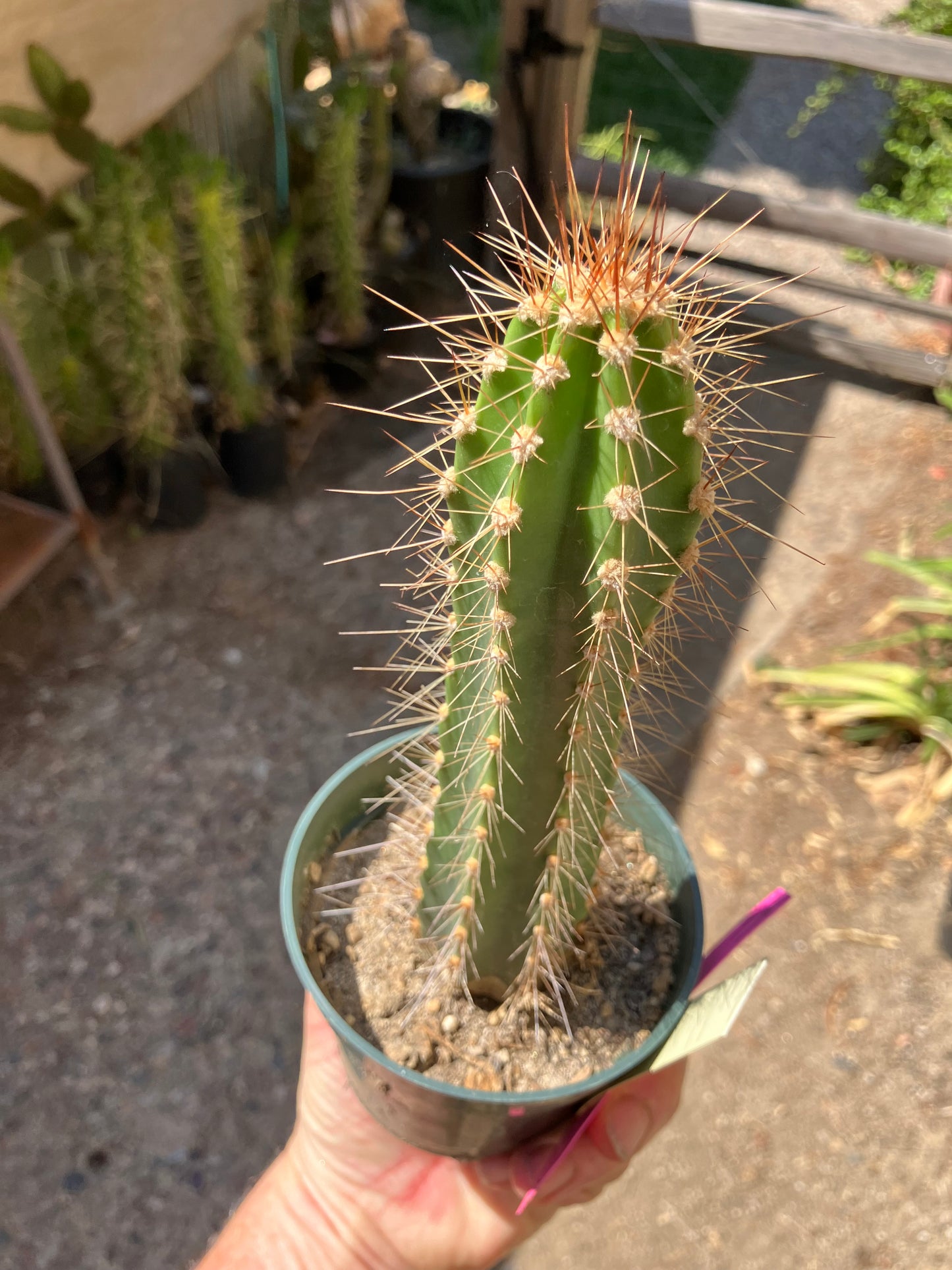 Pilosocereus gounellei Xique Cactus 7" Tall #77P