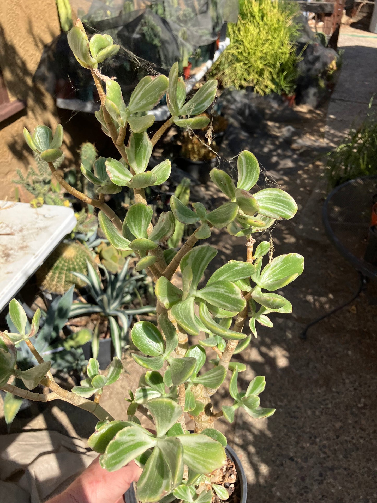 Crassula Ovata Variegated Jade 20”T 13”W #41R