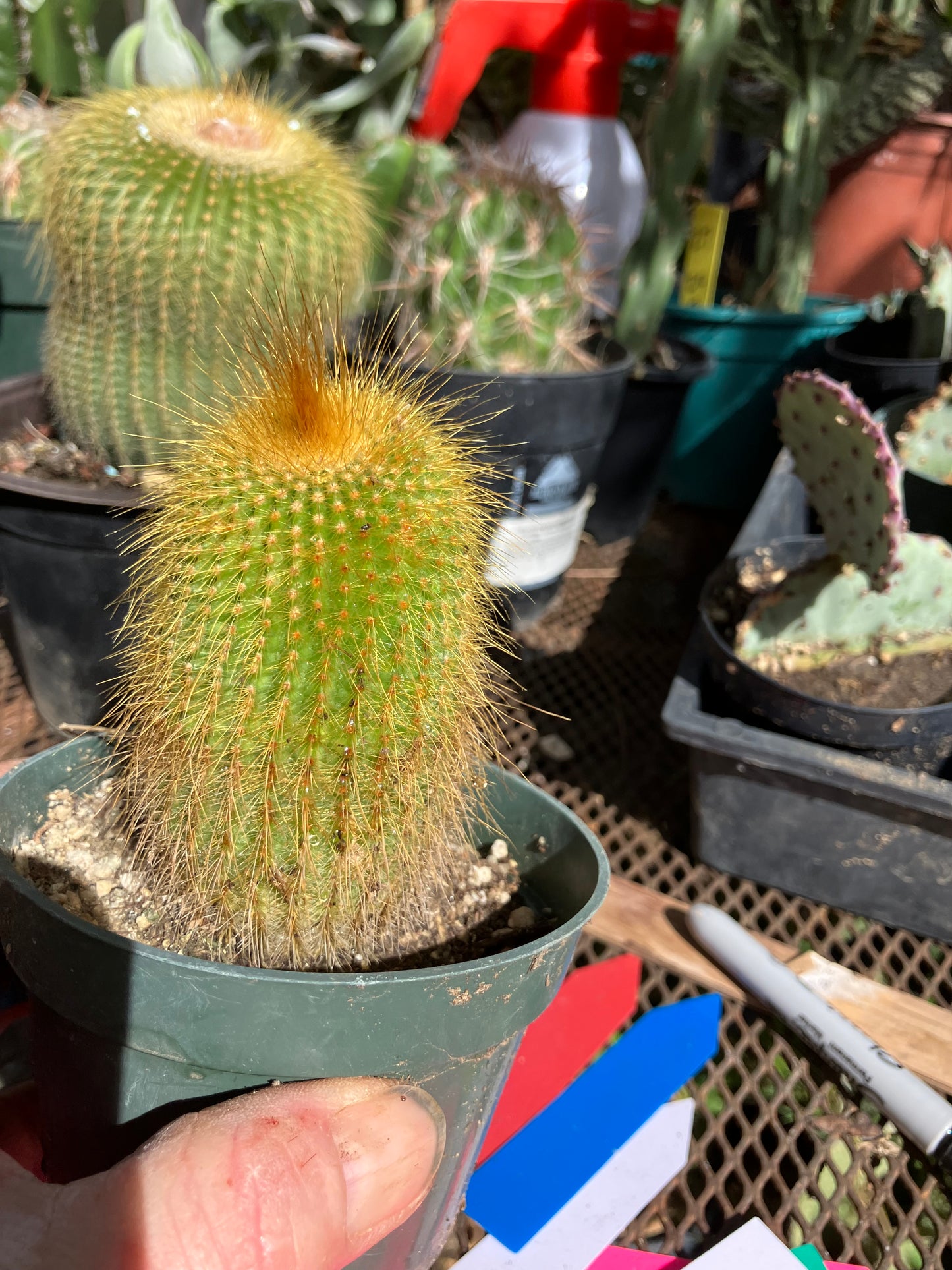 Notocactus leninghausii 3.5"Tall Cactus #60B