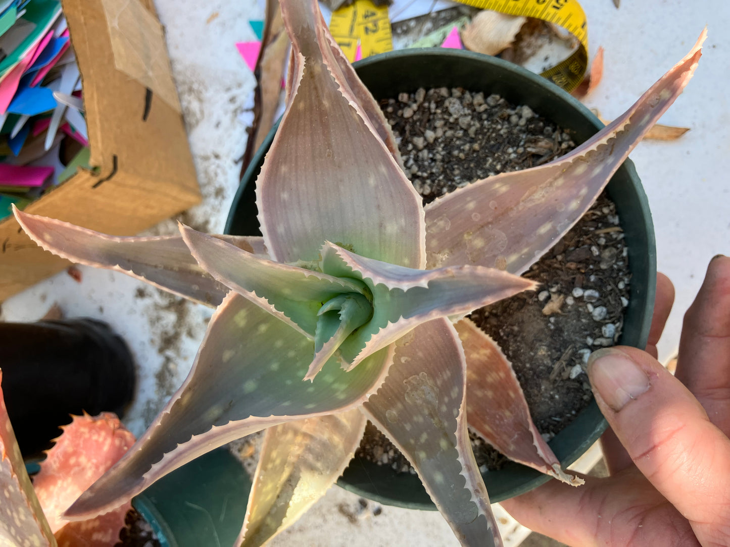 Aloe Striata Coral Aloe  7" Wide #78P