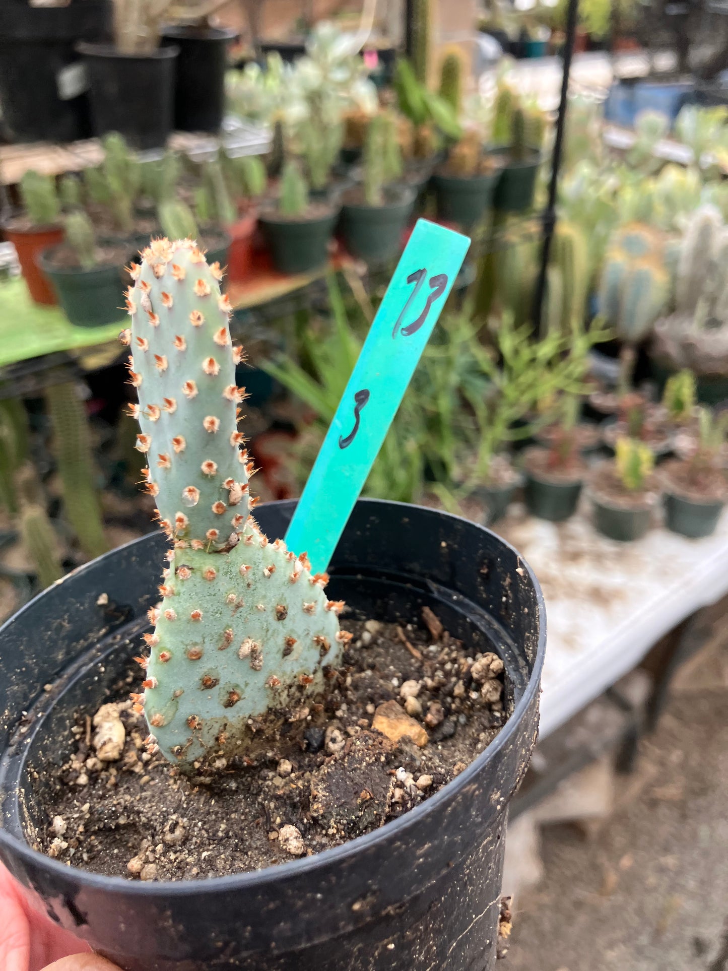 Opuntia Basilaris Beavertail Cactus 3"Tall #73G