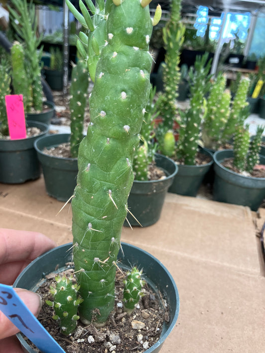 Austrocylindropuntia Cactus Gumbi Mini Eve's Needle 7"Tall #3B