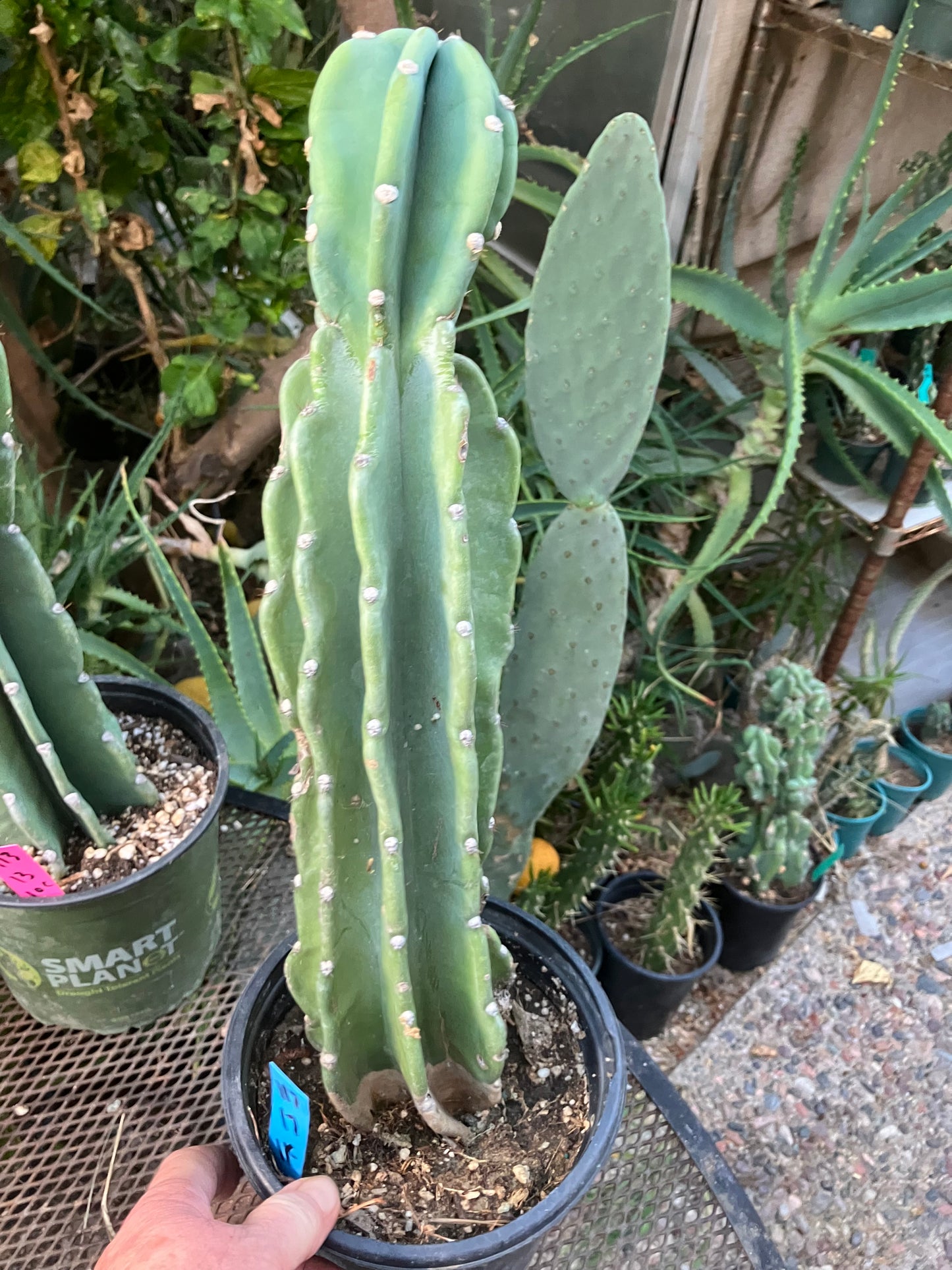 Cereus Peruvianus Night Blooming 17"Tall #117B