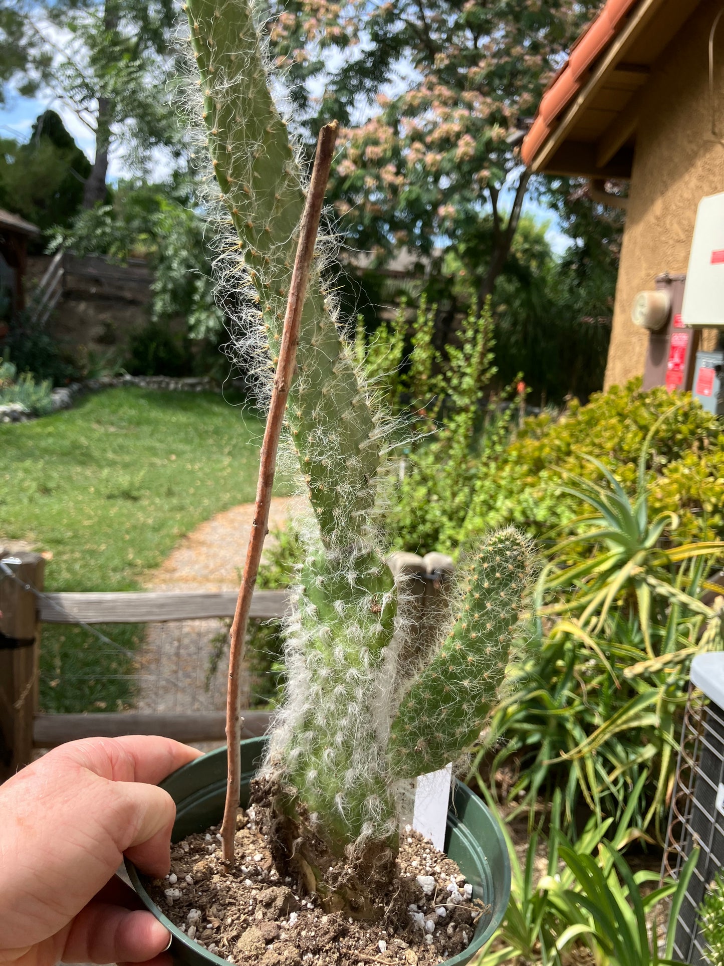 Opuntia erinacea ursine Snow Ponytail Cactus 15”Tall #15W