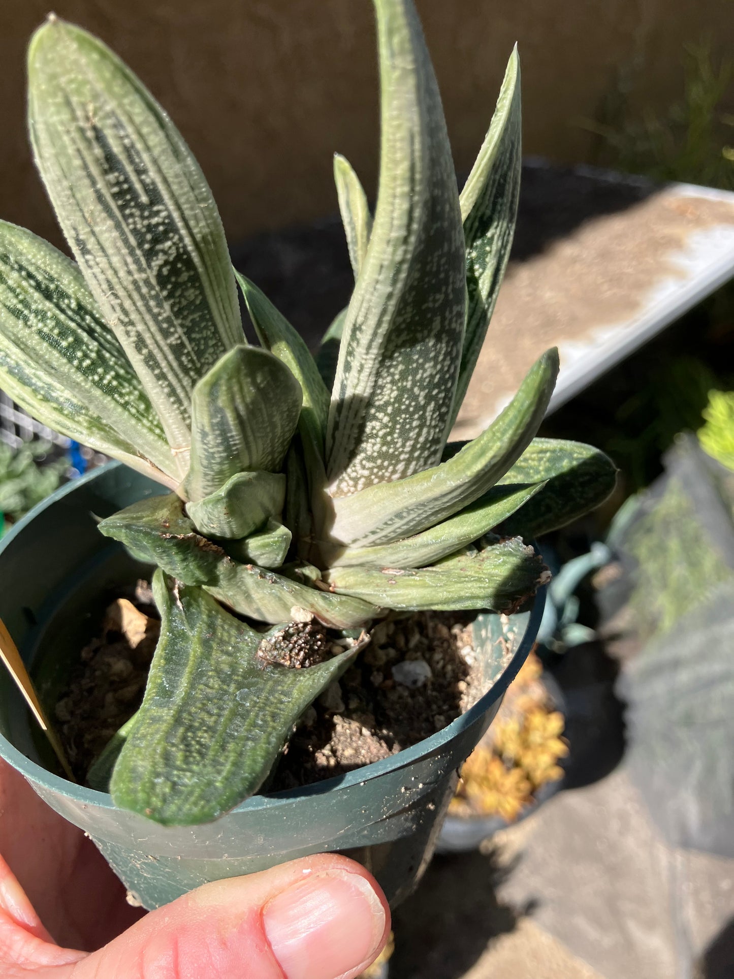 Gasteria Succulent Little Warty 4”Wide #4W