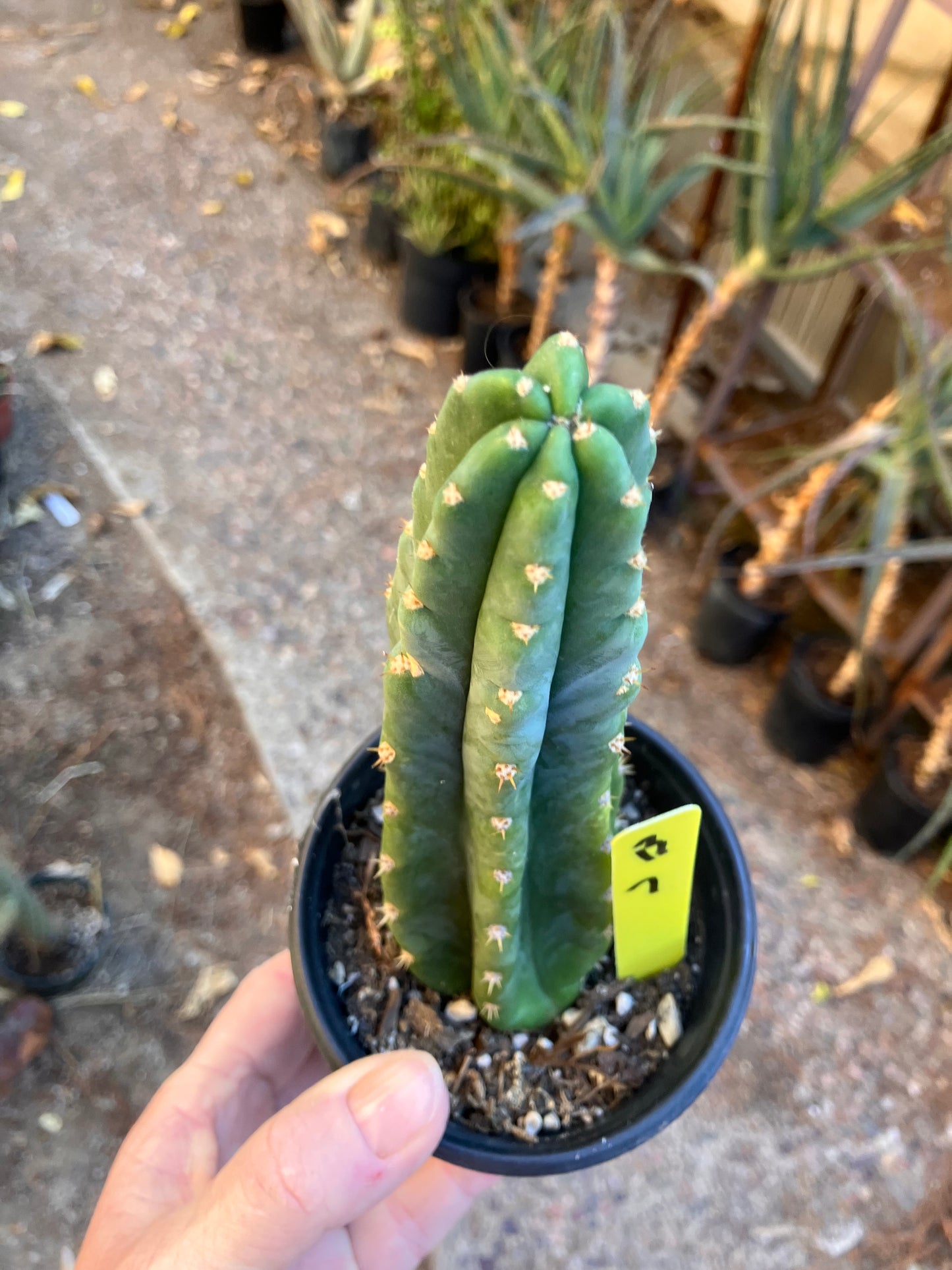 San Pedro Cactus - Trichocereus pachanoi 7”Tall #13Y