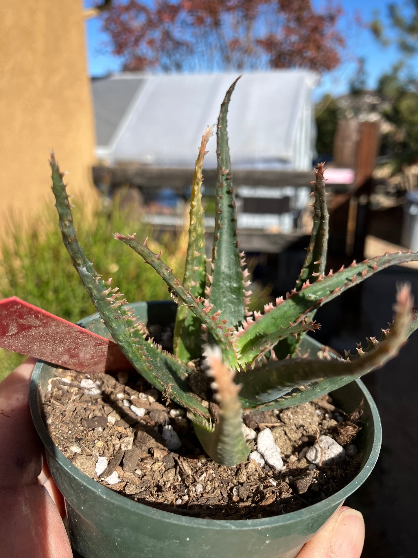 Aloe  Swordfish Succulent 4" Wide #4R