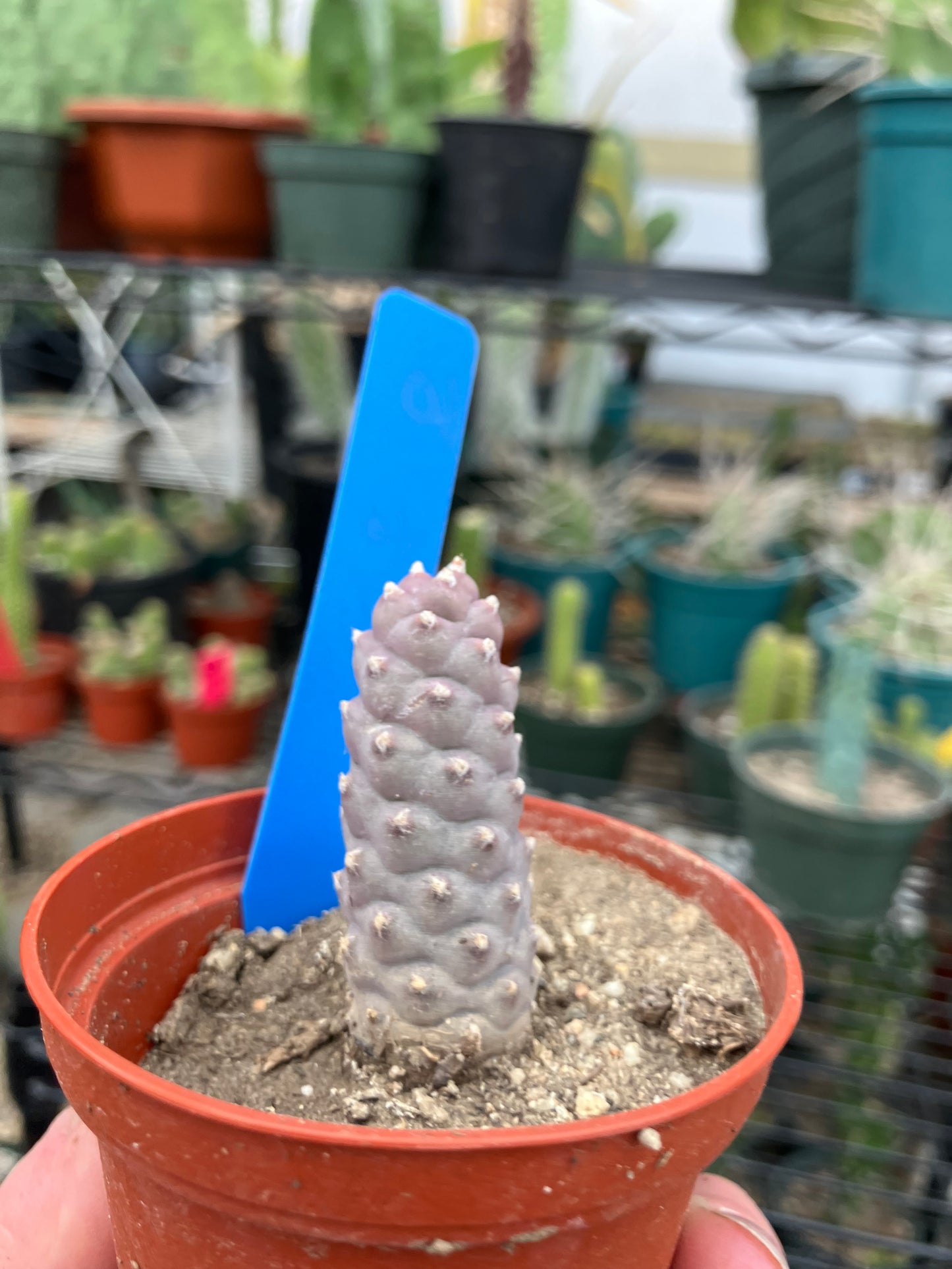 Pine Cone Cactus Tephrocactus~ articulatus  var. diadematus Pinecone 2"Tall #10B