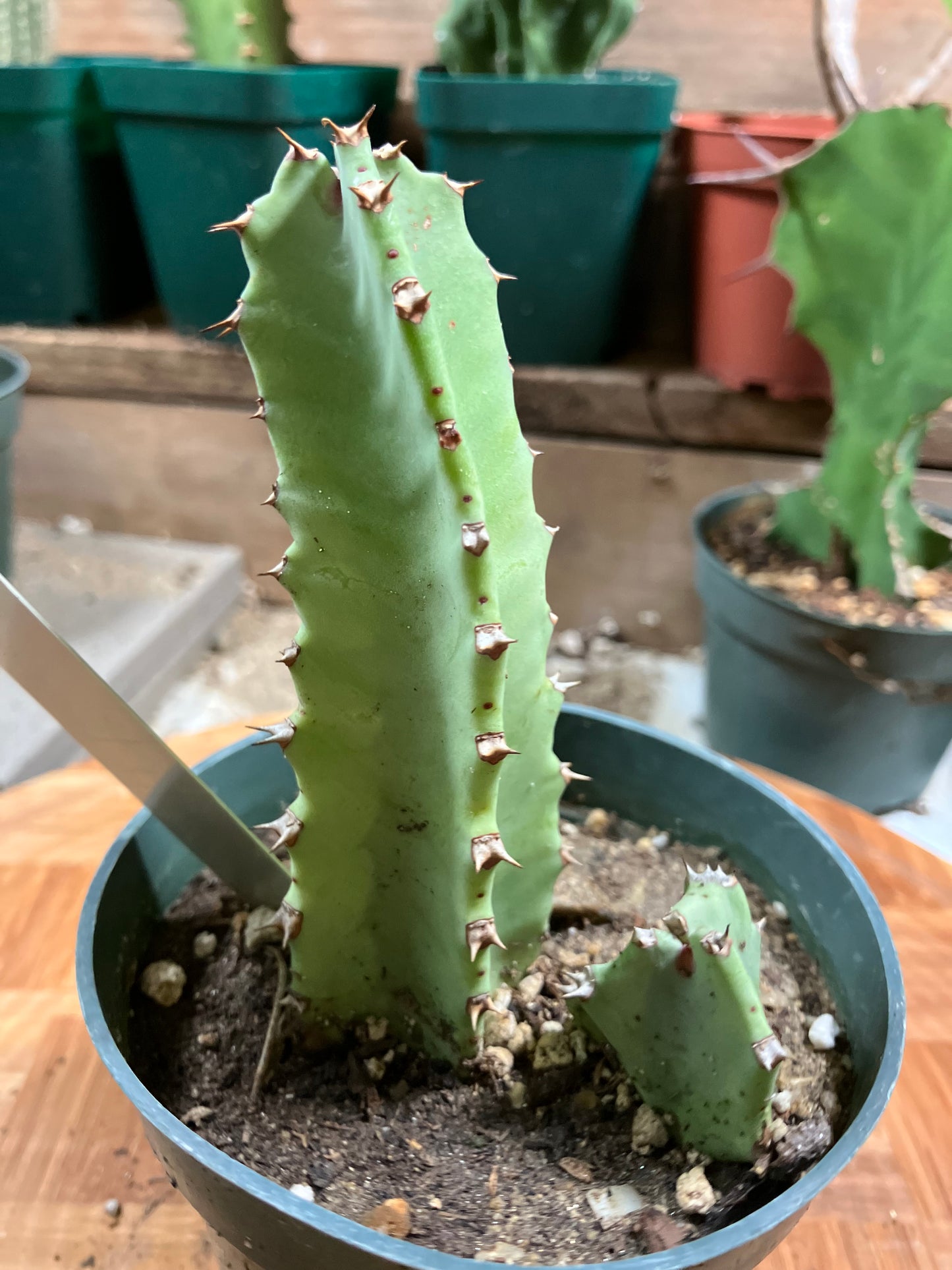 Euphorbia resinifera Moroccan Mound 4"Tall #40W