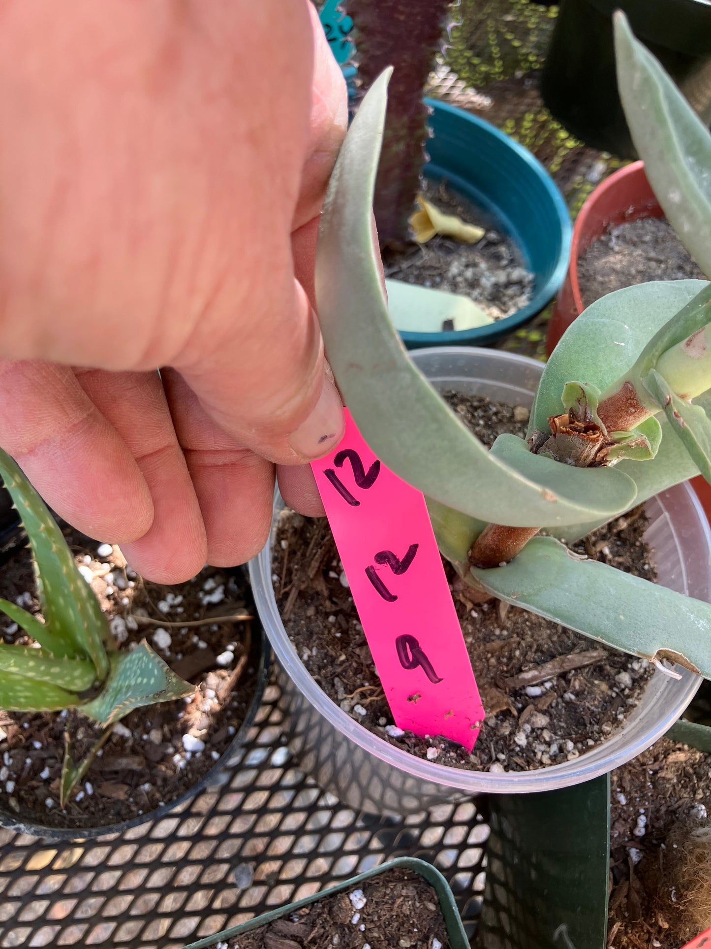 Crassula falcata Airplane Plant  12"Tall  #129p