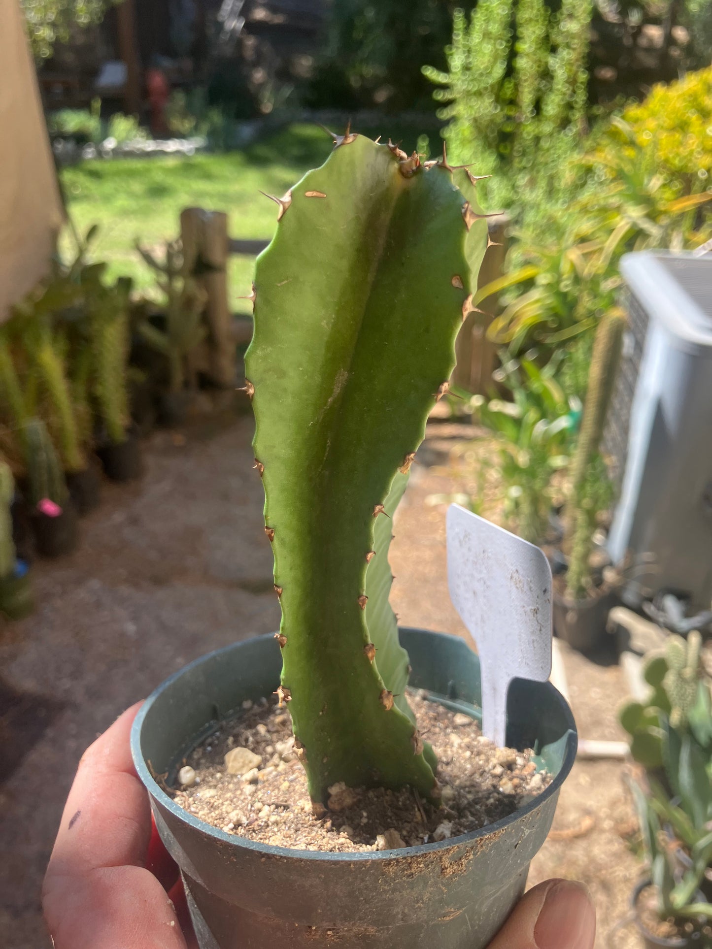 Euphorbia ingens Candelabra Tree Chocolate Drop 5.5”Tall #551W