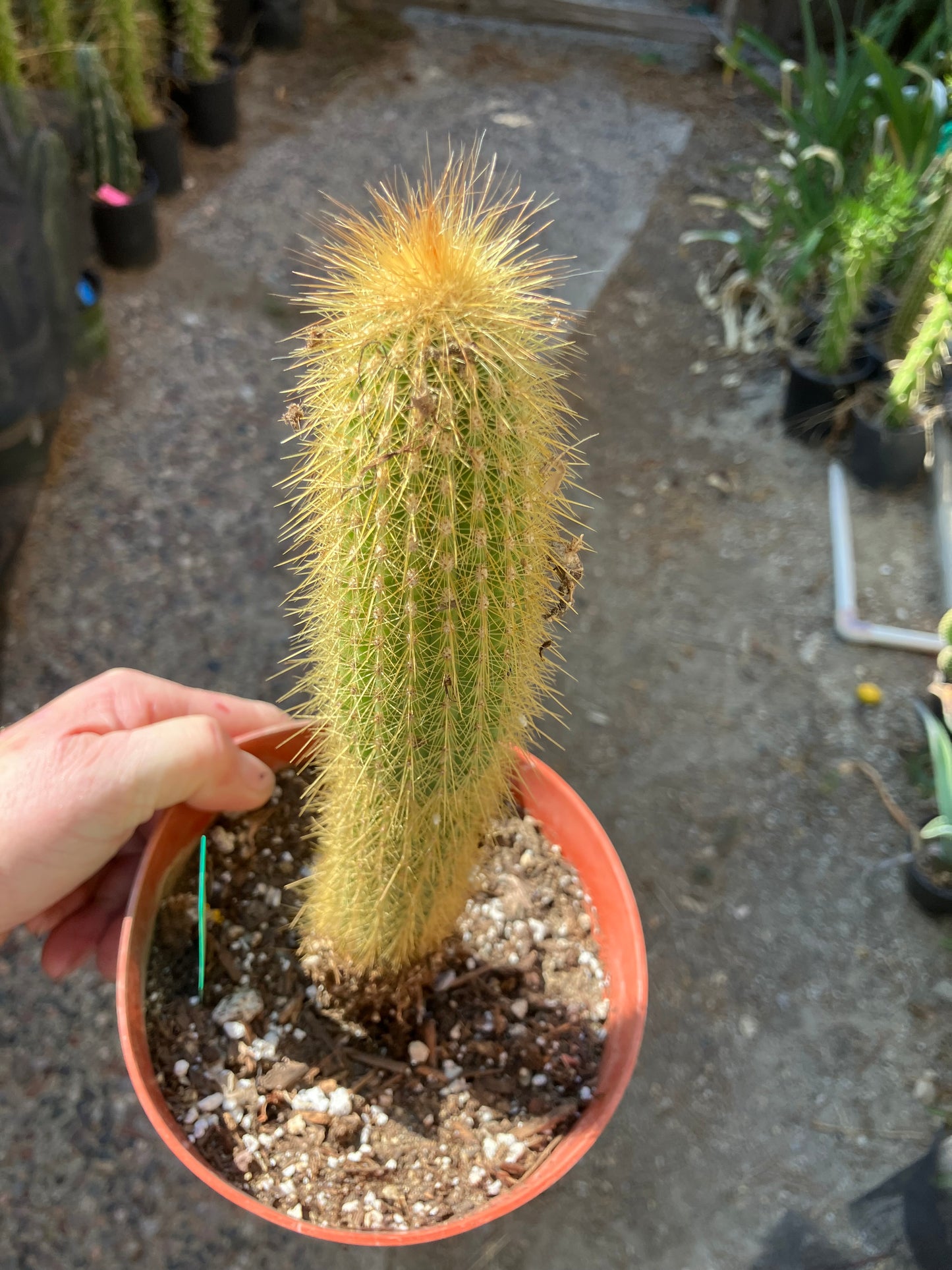 Cleistocactus hyalacanthus Cactus Columnar 10”Tall #10G