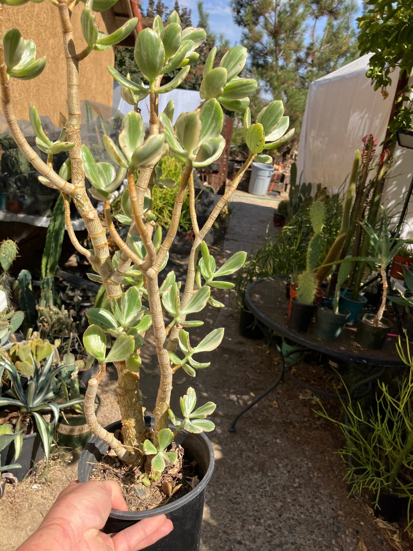 Crassula Ovata Variegated Jade 20”T 13”W #41R