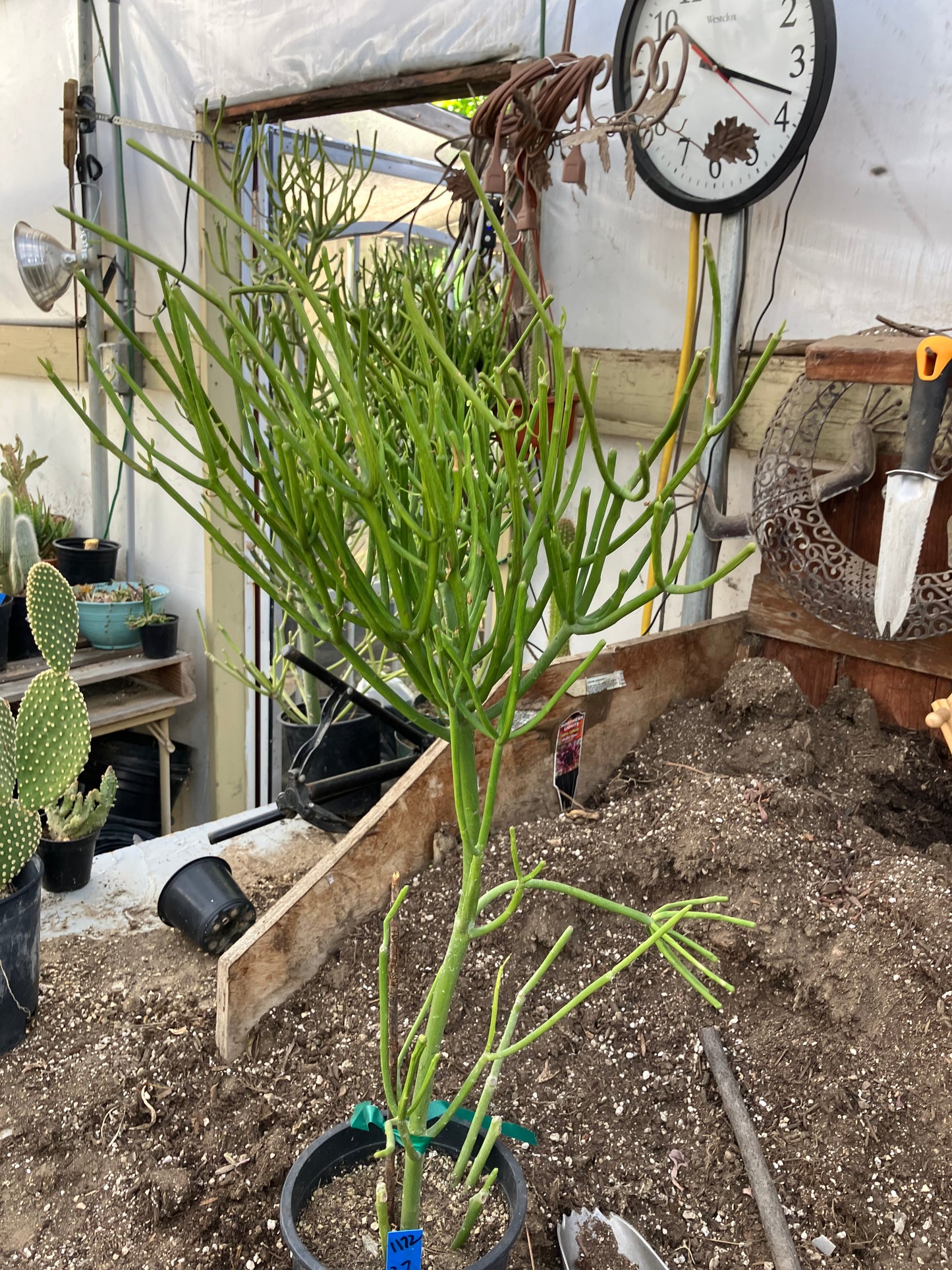 Euphorbia tirucalli Pencil cactus 27"Tall 11"Wide #1172B