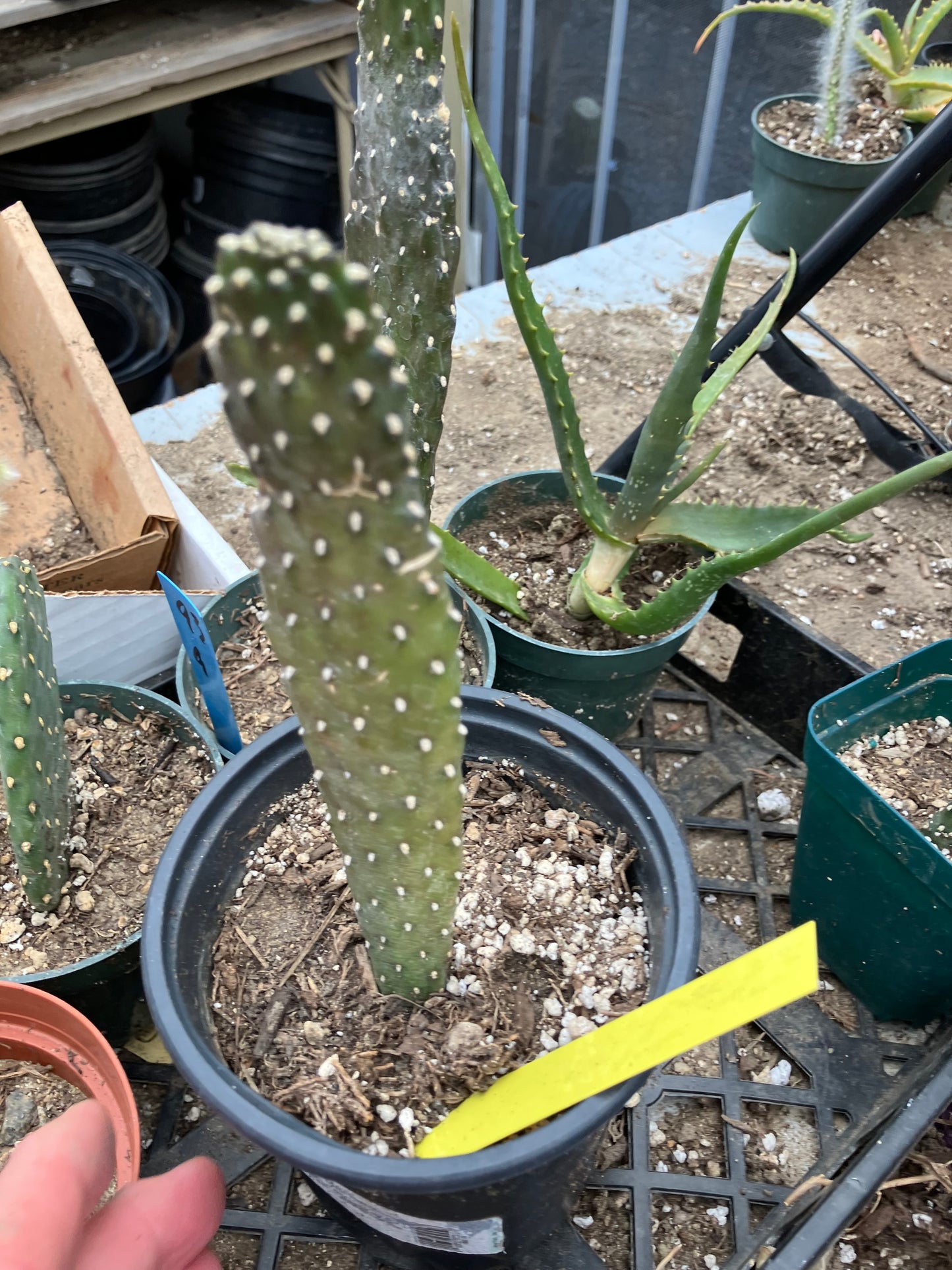 Opuntia Consolea rubescens Road Kill Roadkill Cactus 6.5”Tall This Plant #64Y