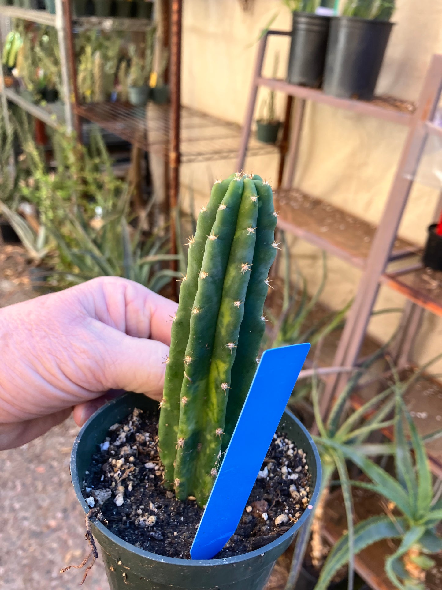 San Pedro Cactus - Trichocereus pachanoi 5"Tall #15B