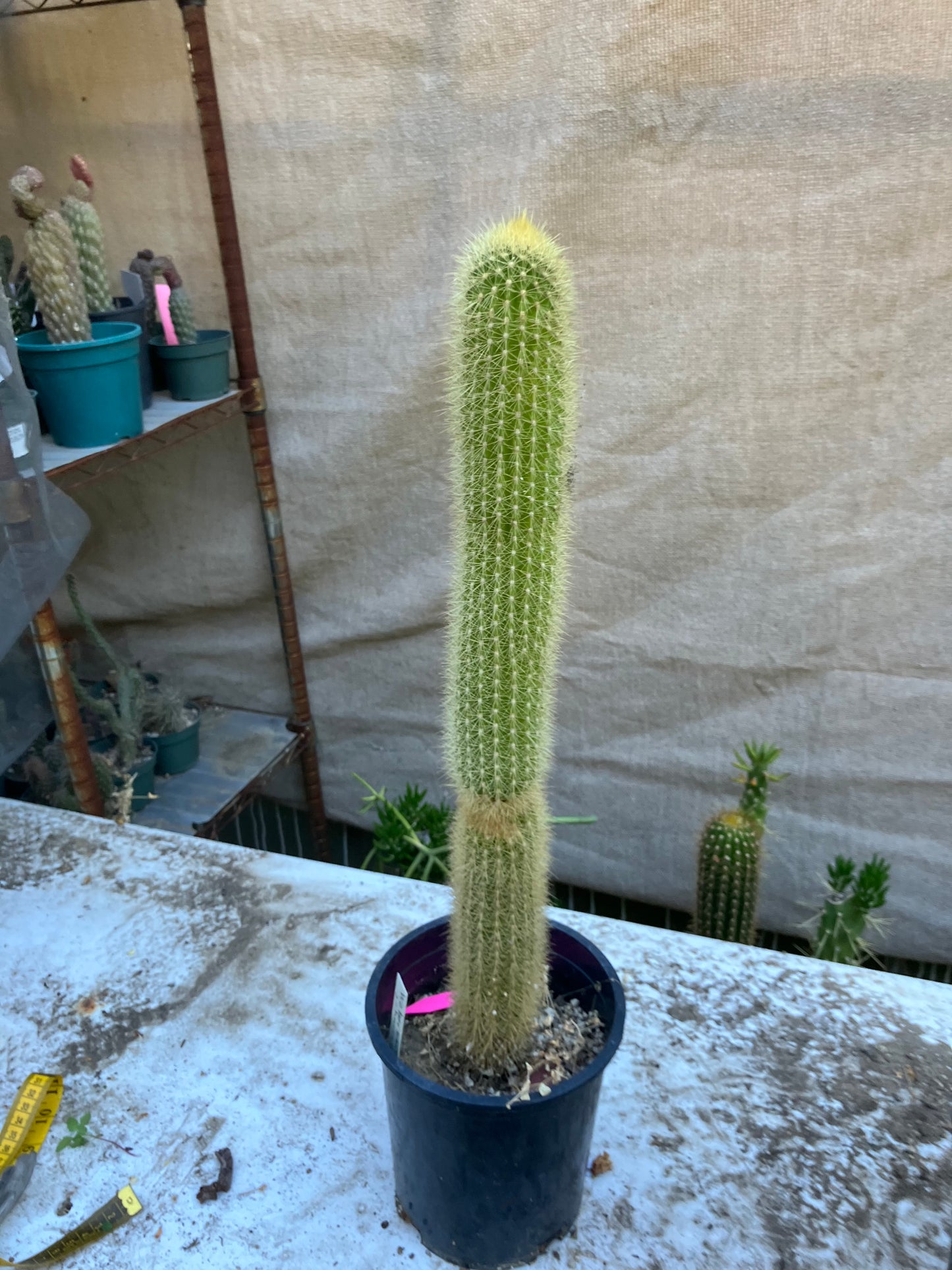 Weberbauerocereus winterianus Golden Fast Growing Columnar 20"Tall 8" circ. #1P