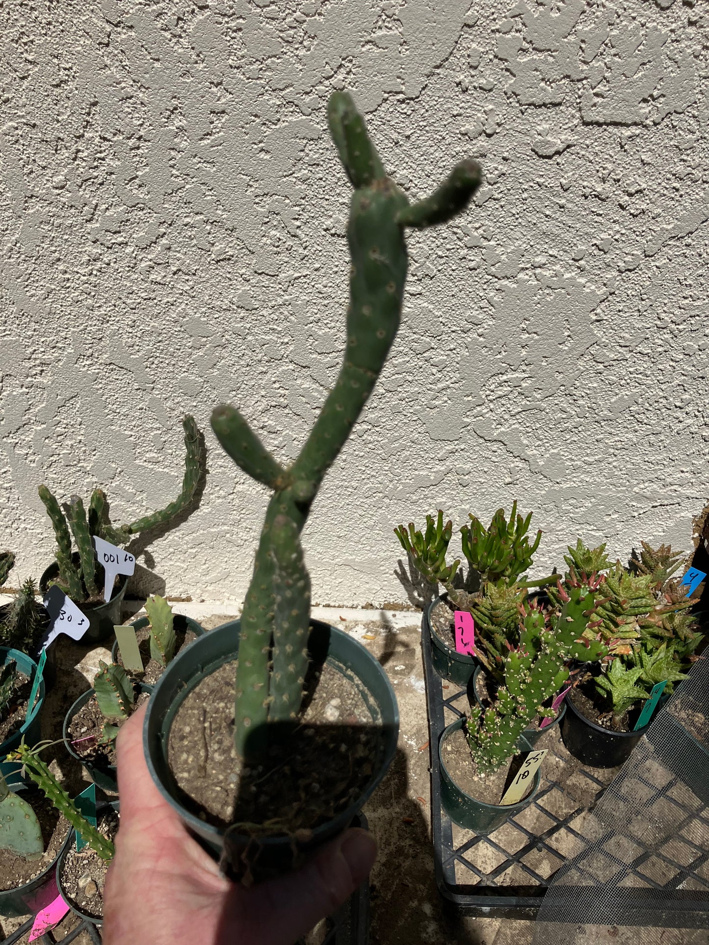 Cholla Cylindropuntia Imbricata  Buckhorn 9”Tall #100P