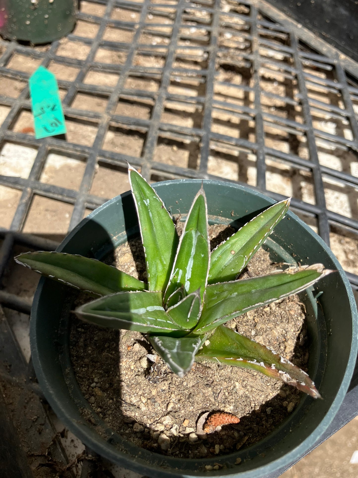 Agave victoriae reginae Queen Victoria  4" Wide #10G