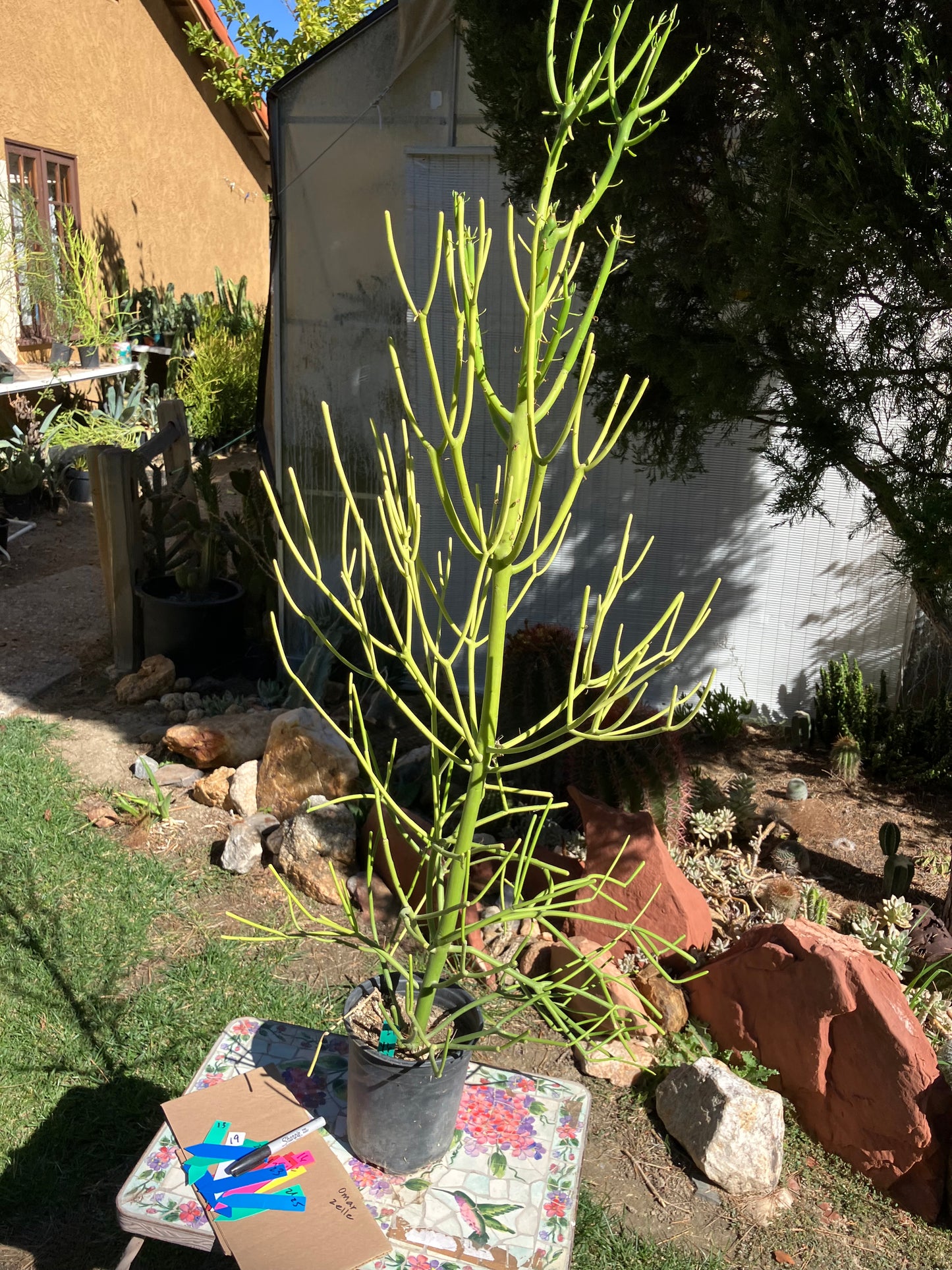 Euphorbia tirucalli Pencil Cactus/Succulent 46"Tall 18"Wide #27G