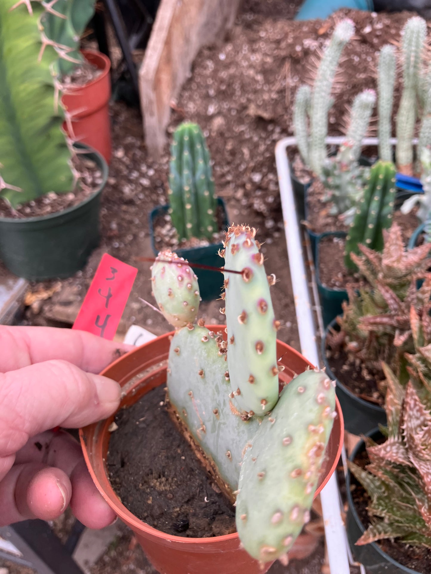 Opuntia Santa Rita Purple Prickly Pear 4”Tall #3R