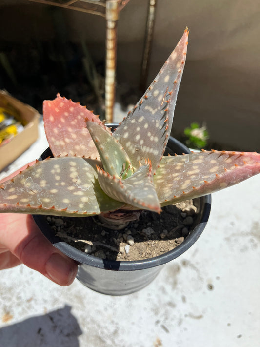 Aloe ~maculata "Soap Aloe" 6" Wide  #06G