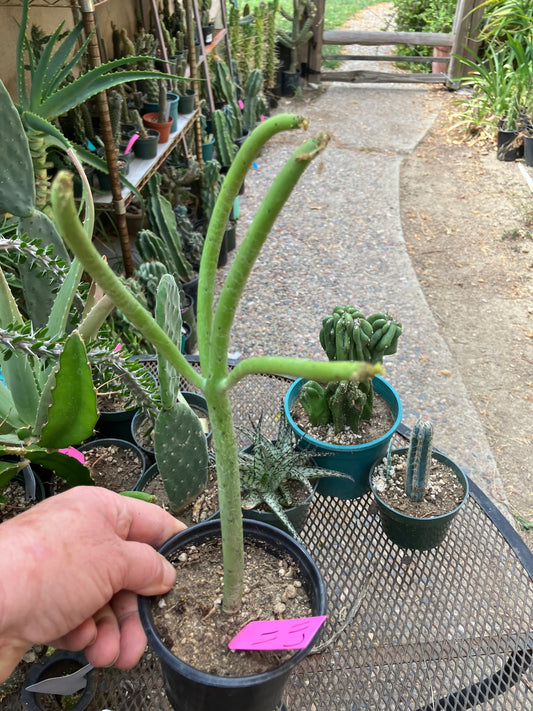 Euphorbia leucodendron Cat Tail 11" Tall #117p