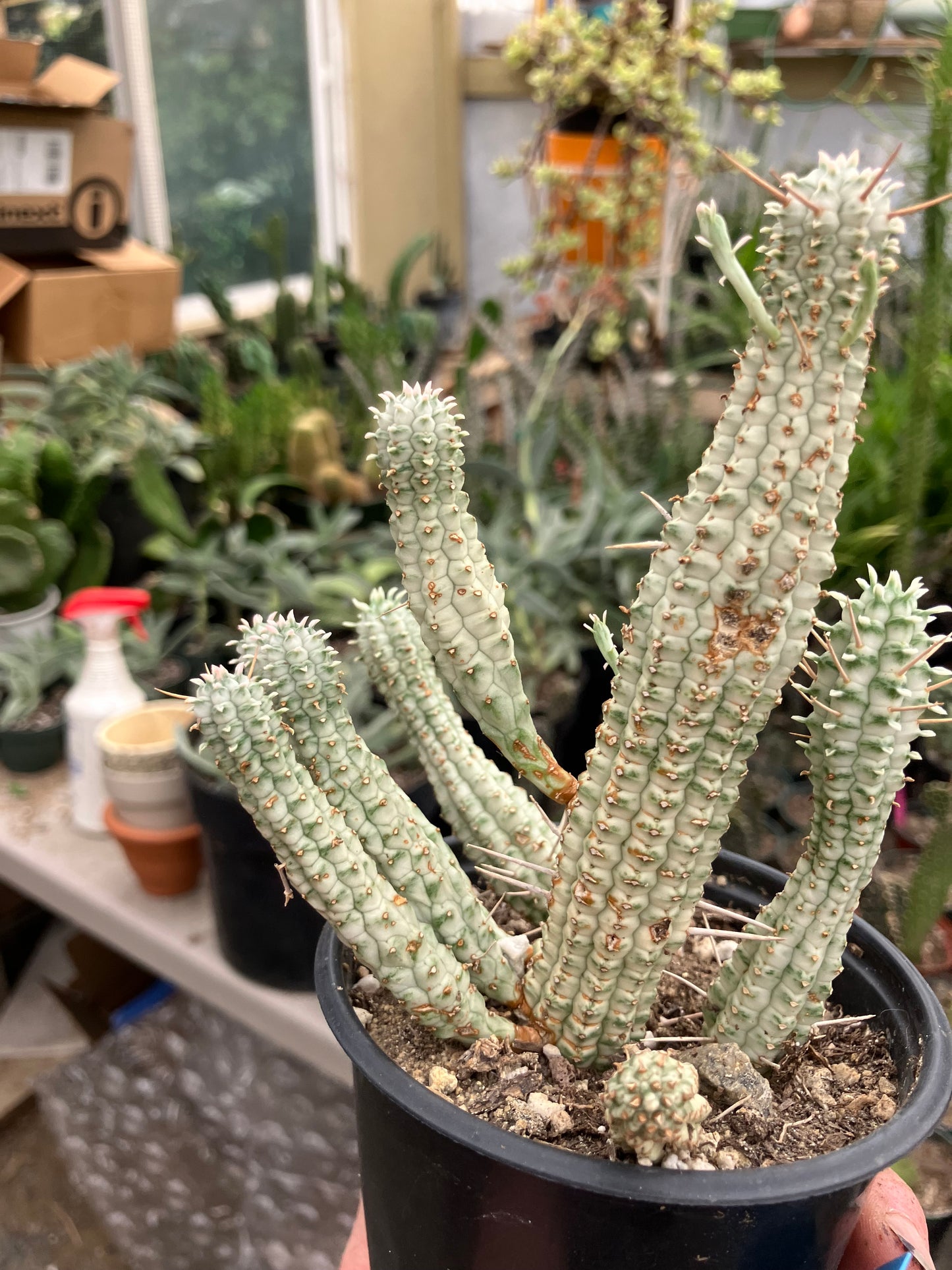 Euphorbia mammillarias variegata Corn Cob 6"Tall #5B