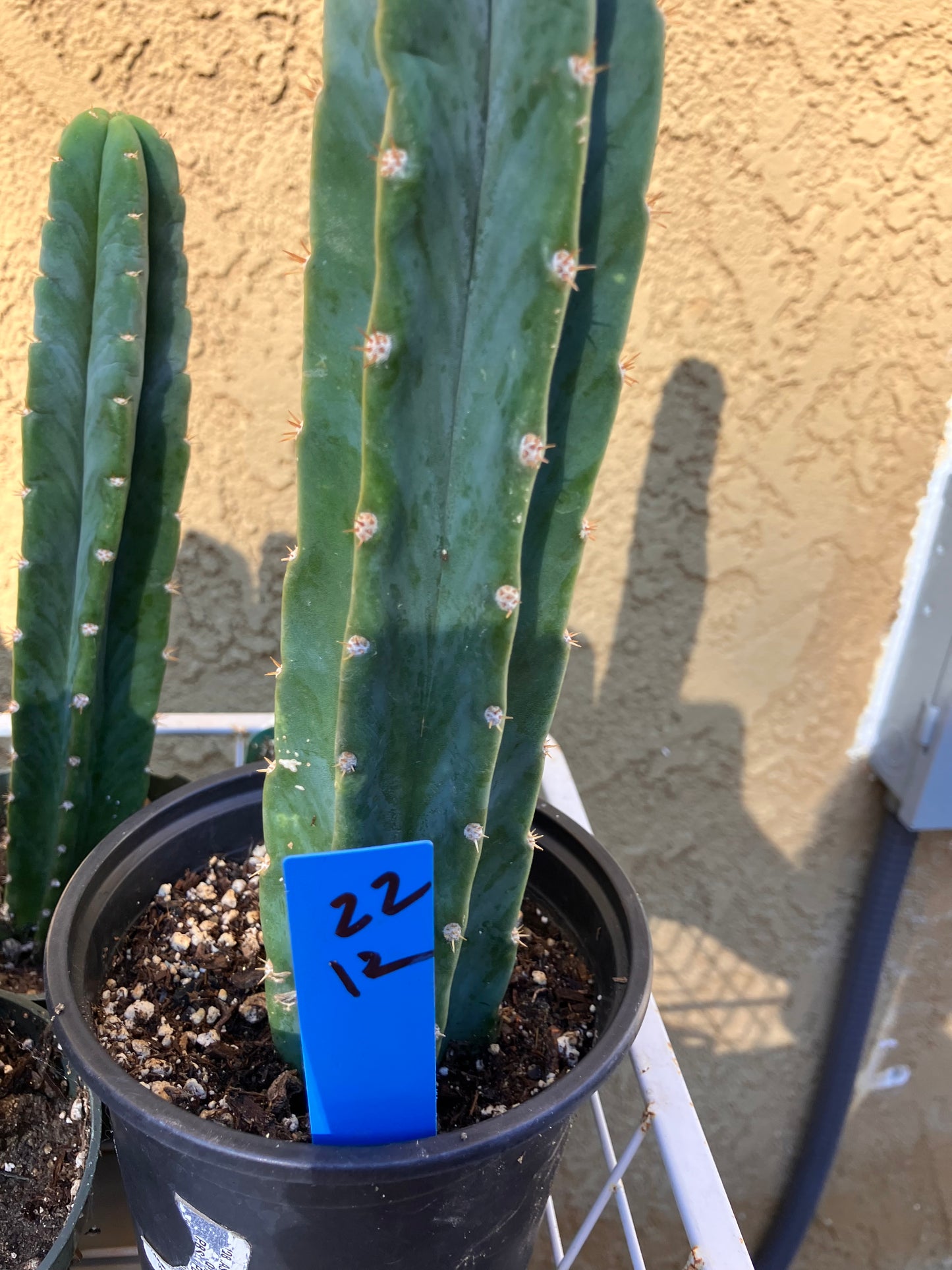 San Pedro Cactus - Trichocereus pachanoi 12"Tall #22B