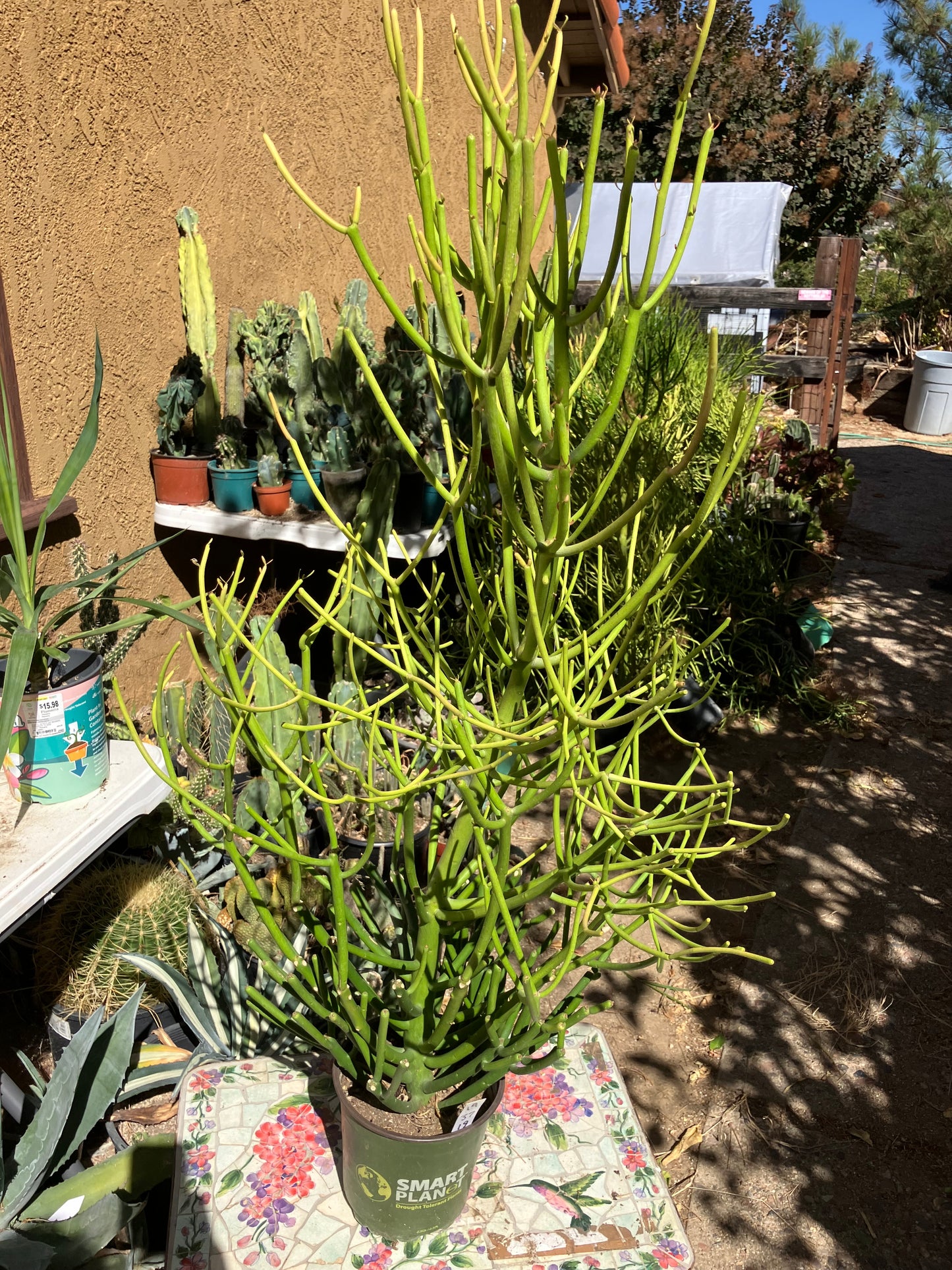 Euphorbia tirucalli Pencil Cactus/Succulent 35"Tall 19"Wide #12B