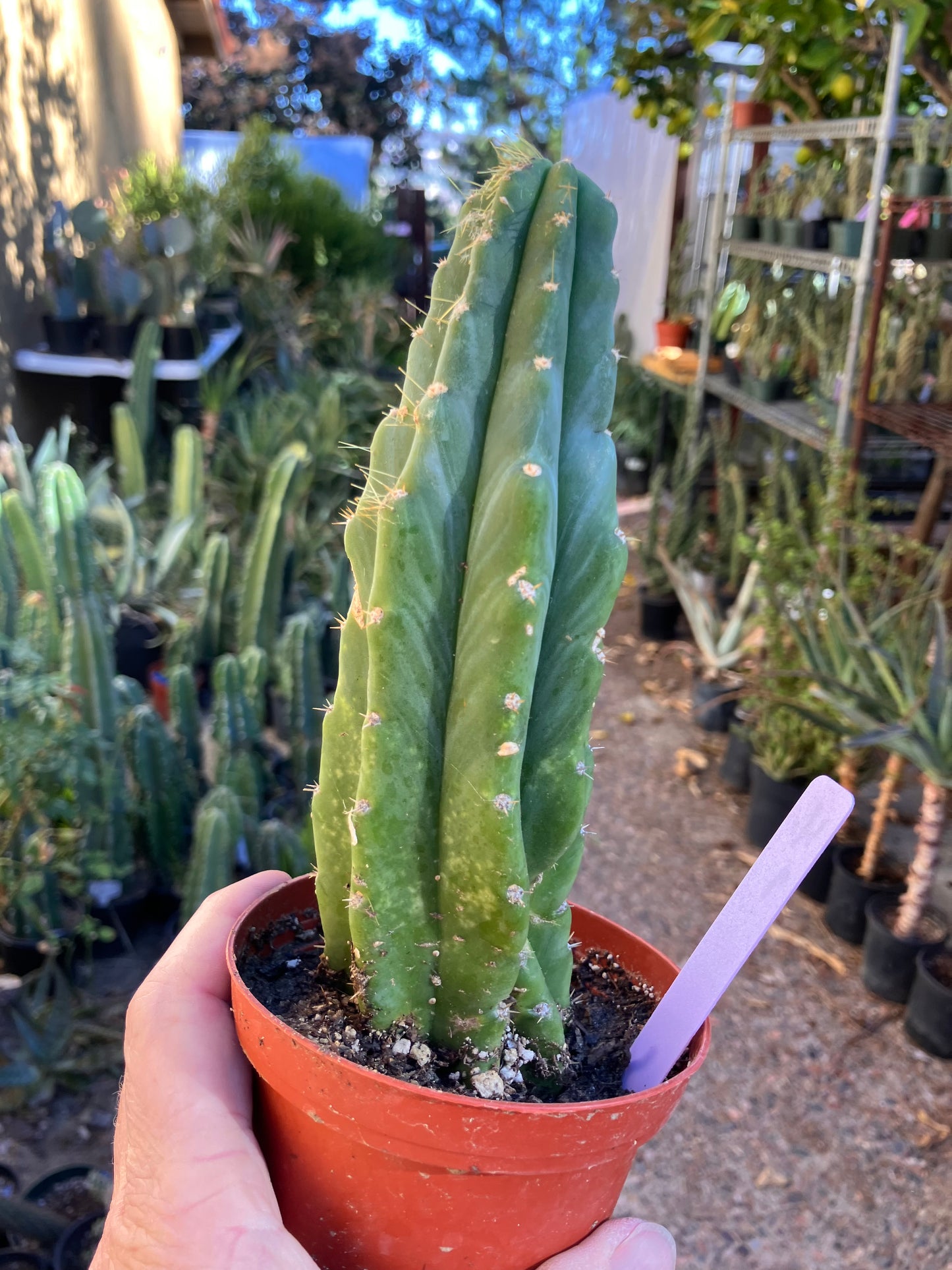San Pedro Cactus - Trichocereus pachanoi 7"Tall #4p