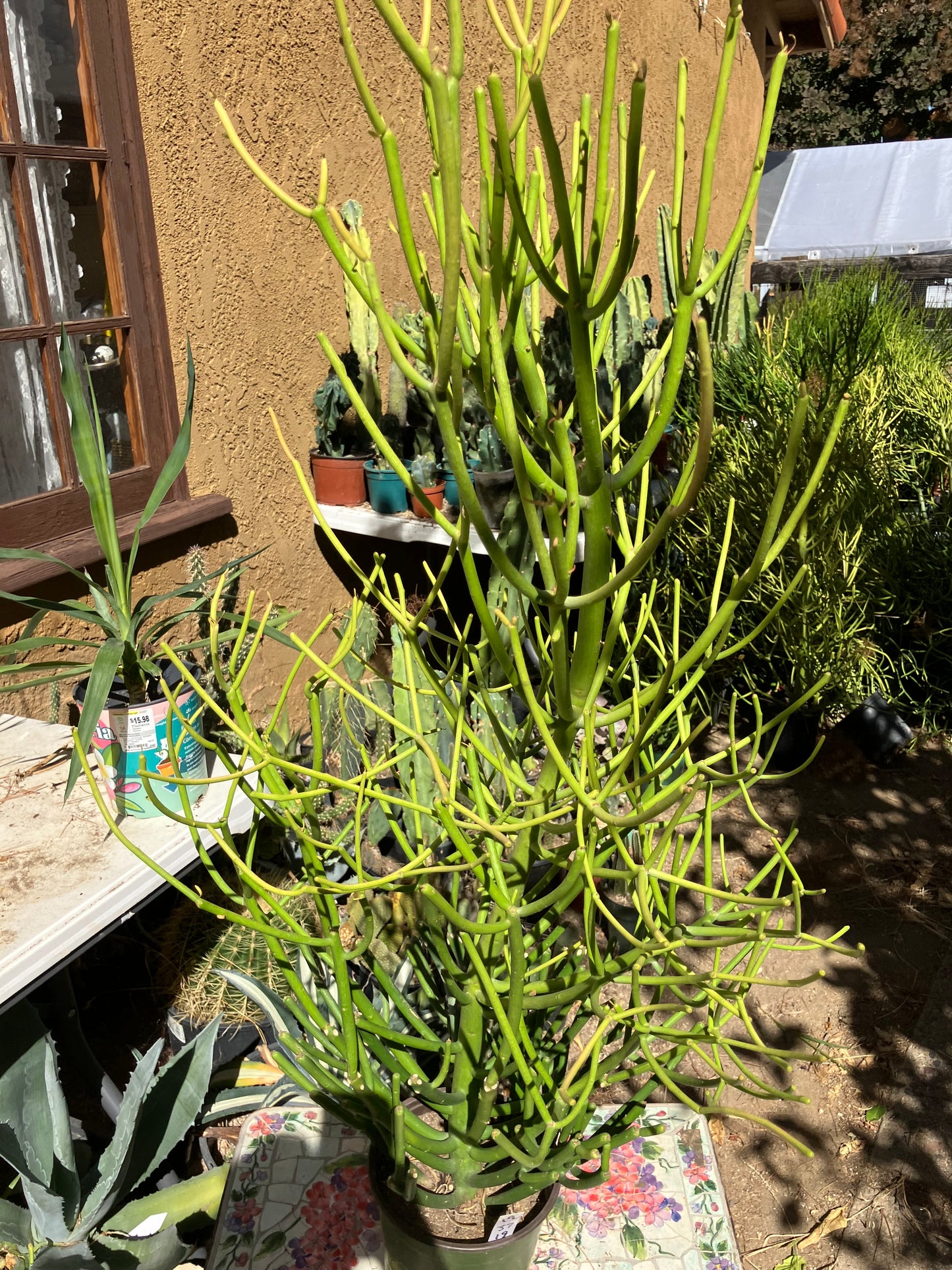 Euphorbia tirucalli Pencil Cactus/Succulent 35"Tall 19"Wide #12B