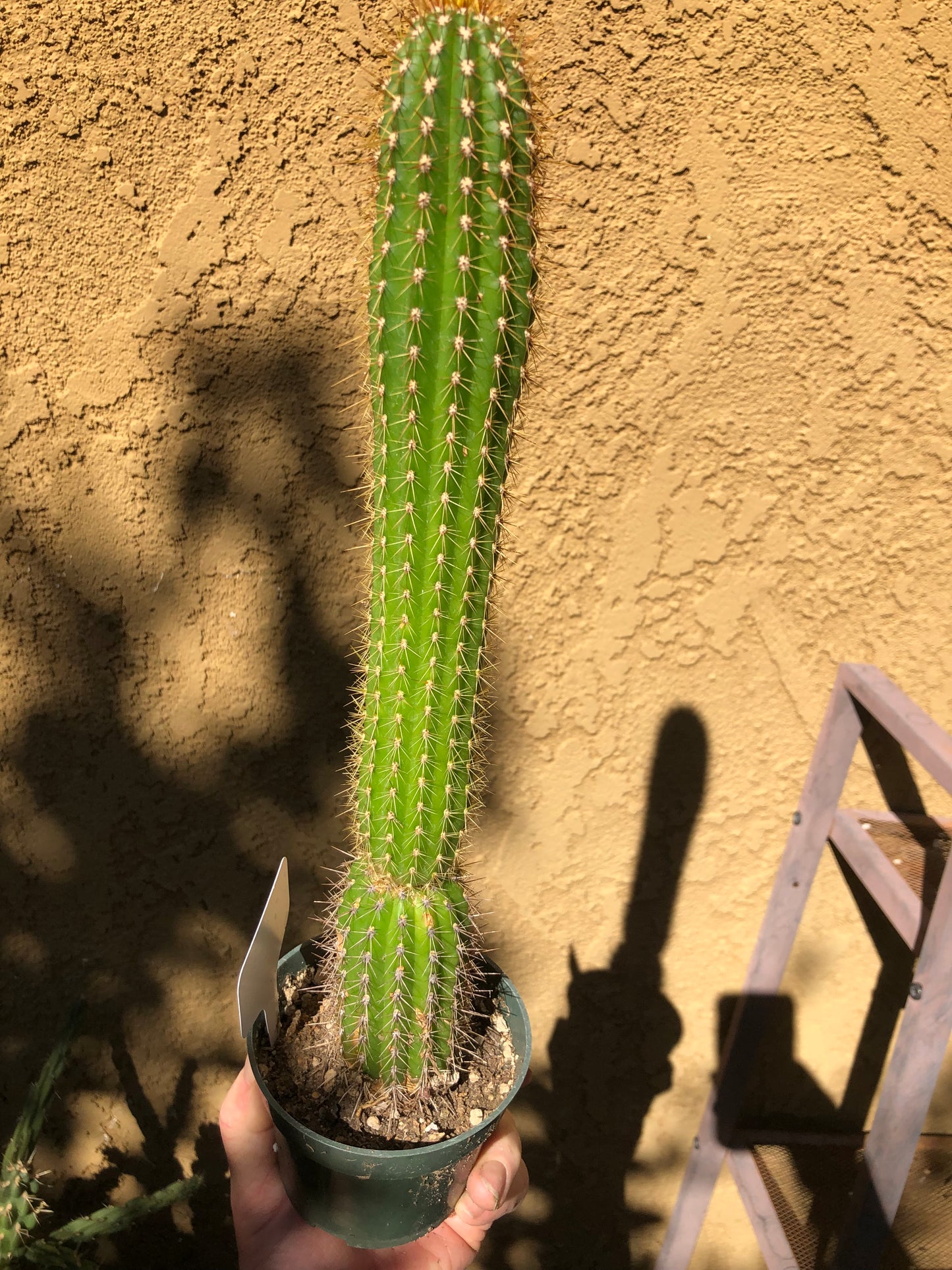 Golden Torch Cactus - Trichocereus spachianus 13" Tall #6W