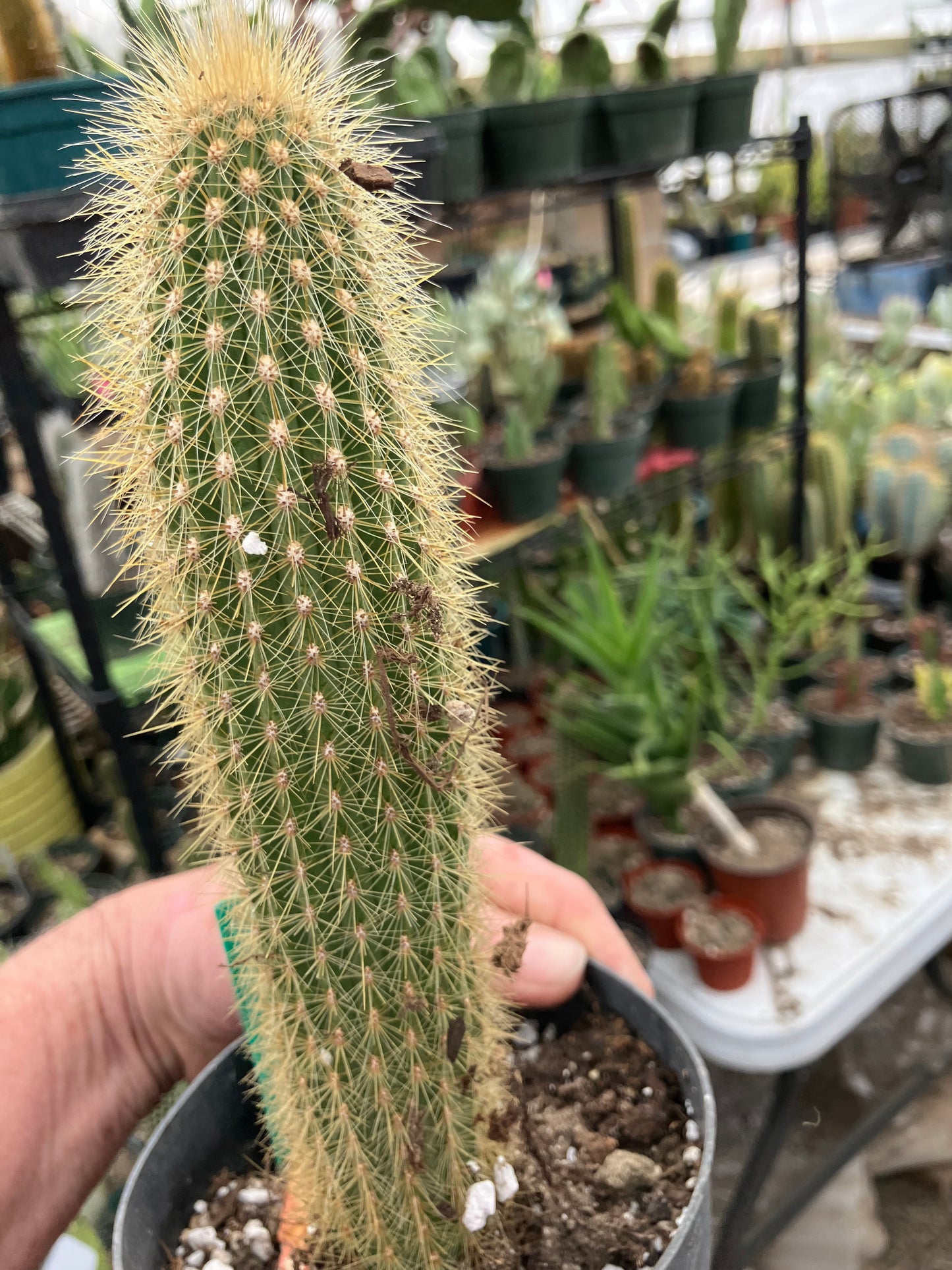 Cleistocactus hyalacanthus Cactus Columnar 9”Tall #90G